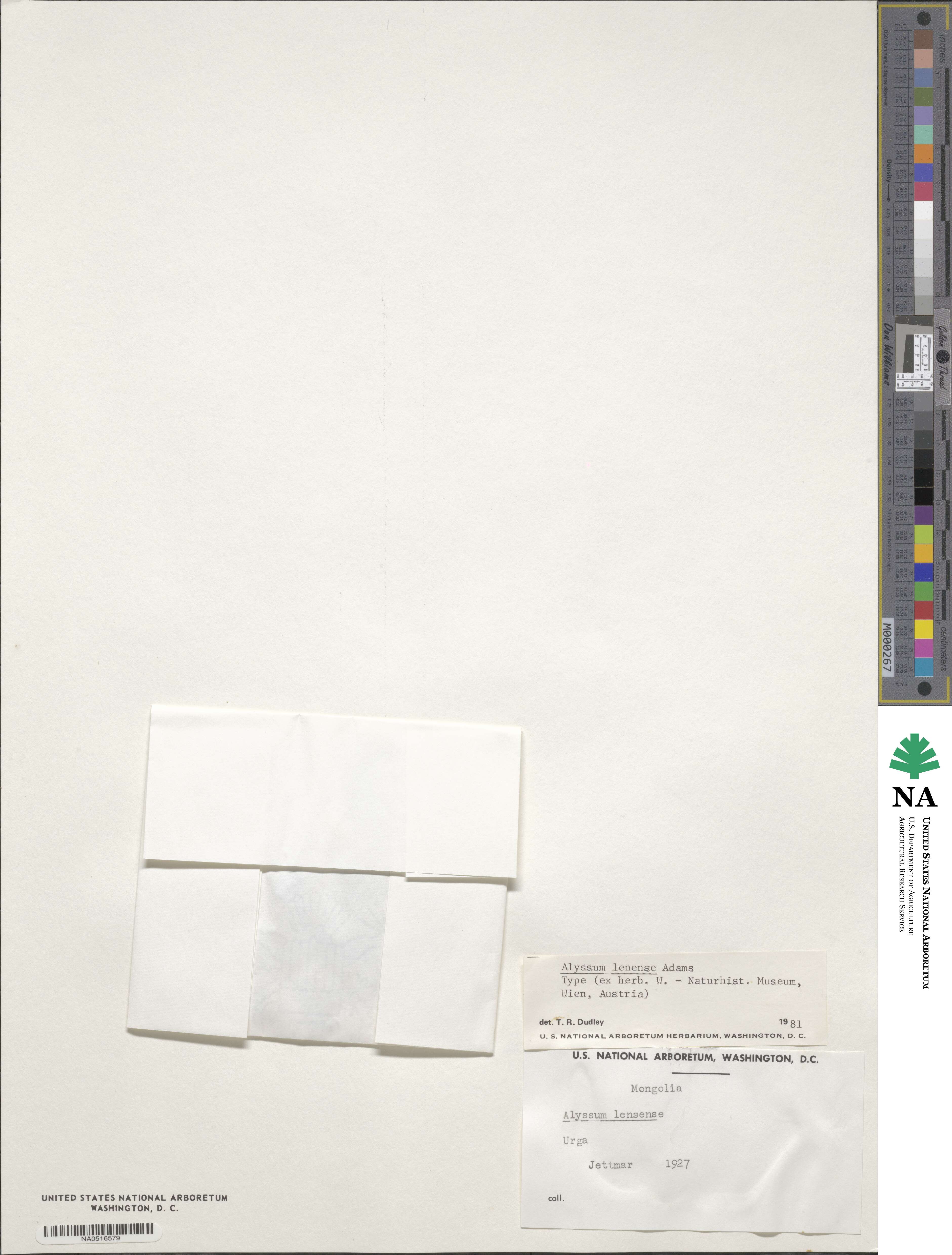 Alyssum lenense image
