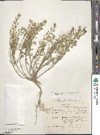 Meniocus heterotrichus image