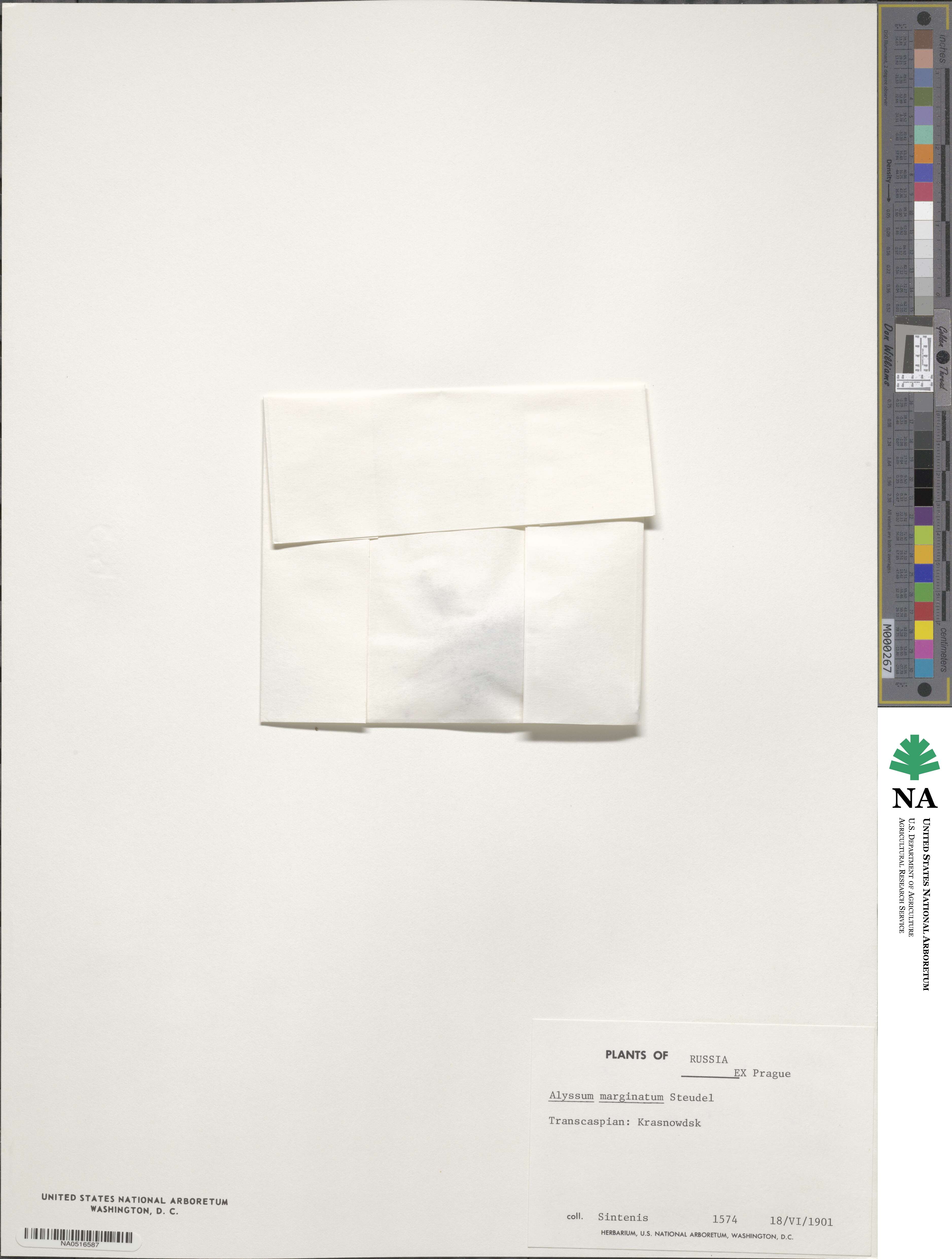 Alyssum minutum image