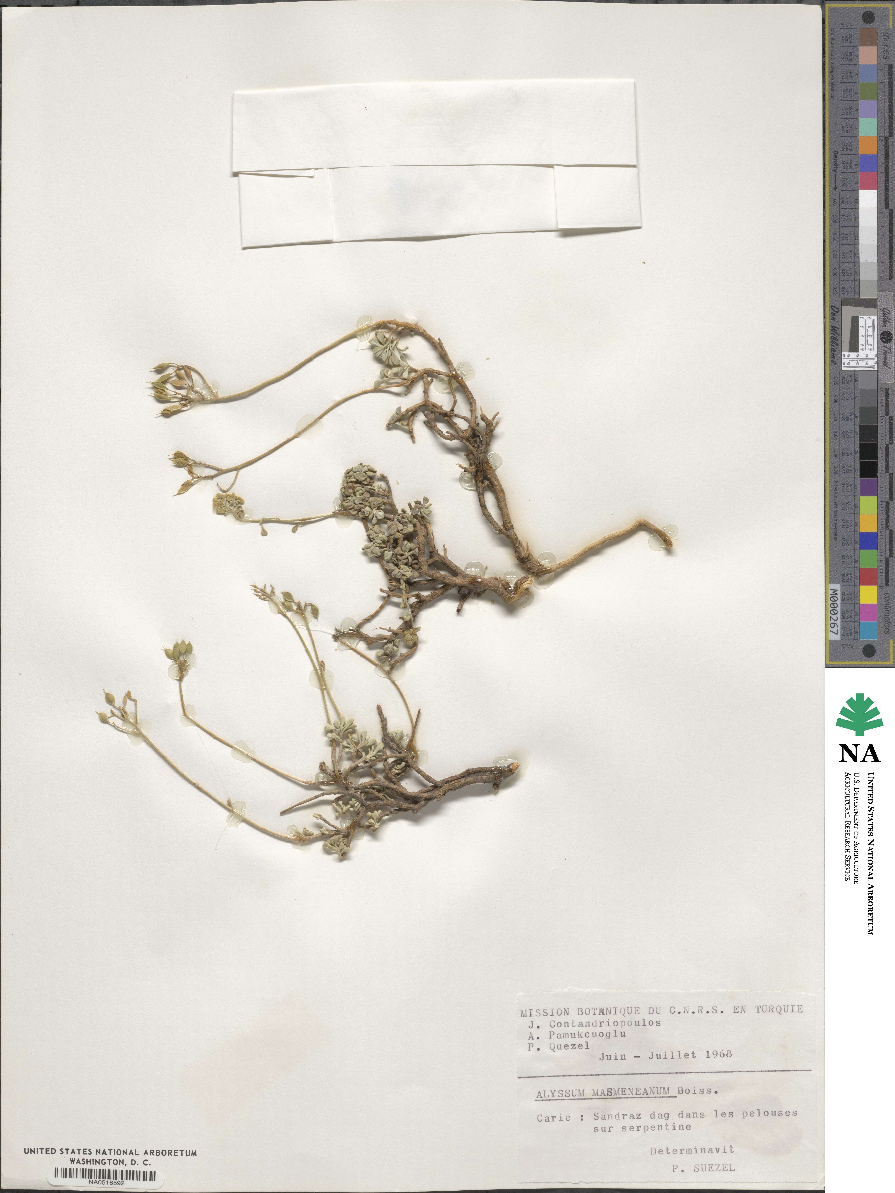 Odontarrhena masmenaea image