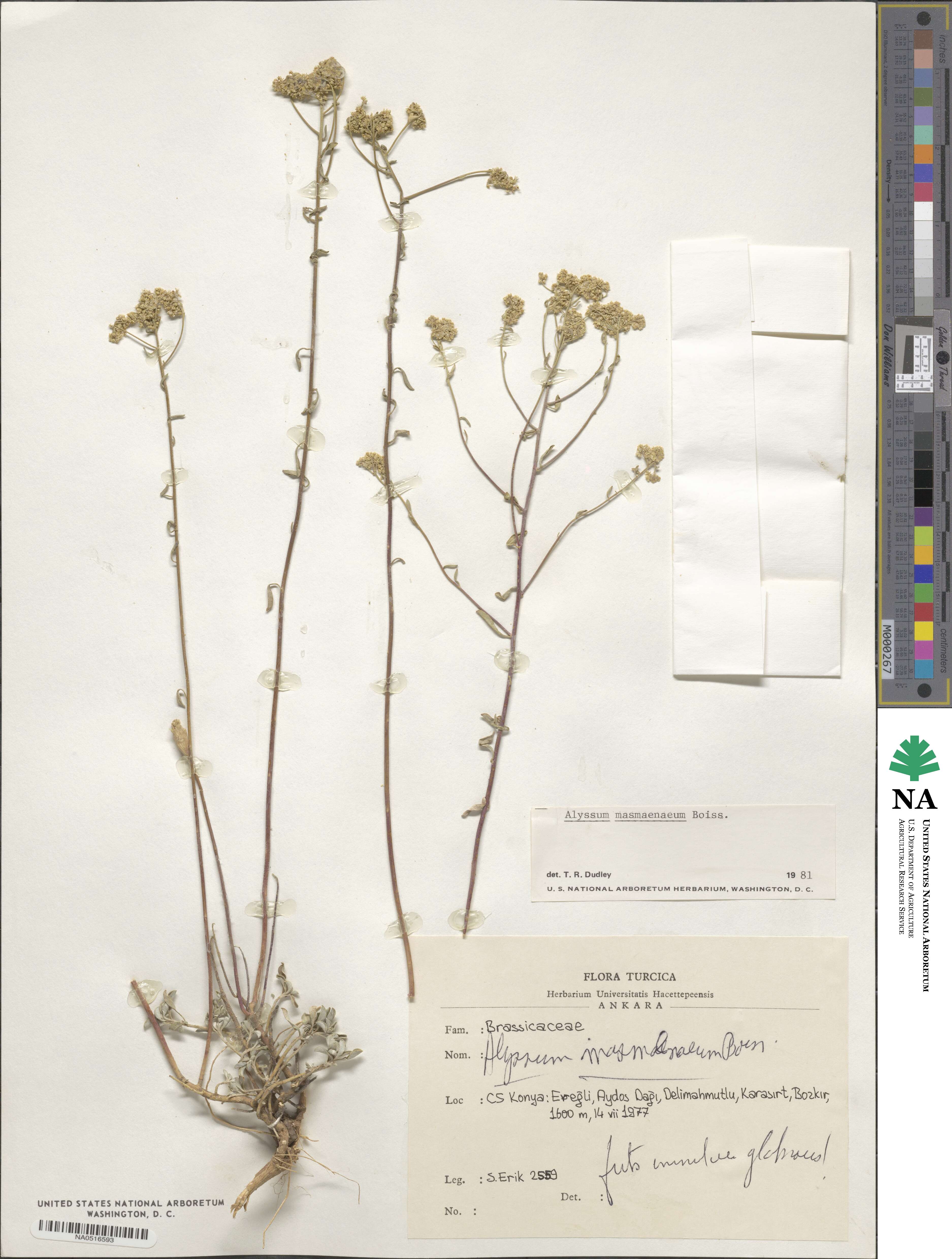 Odontarrhena masmenaea image