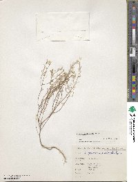 Meniocus meniocoides image