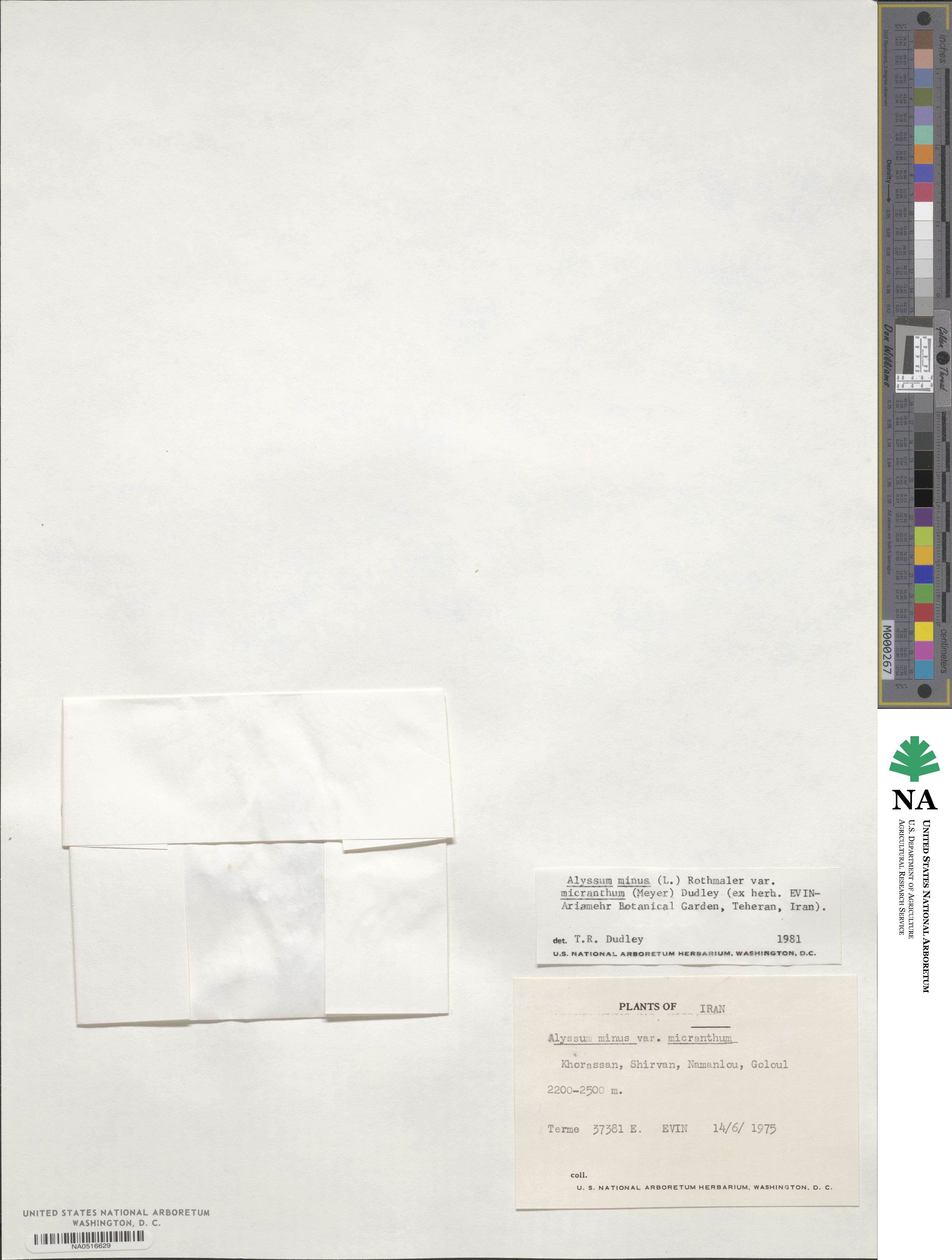 Alyssum simplex image