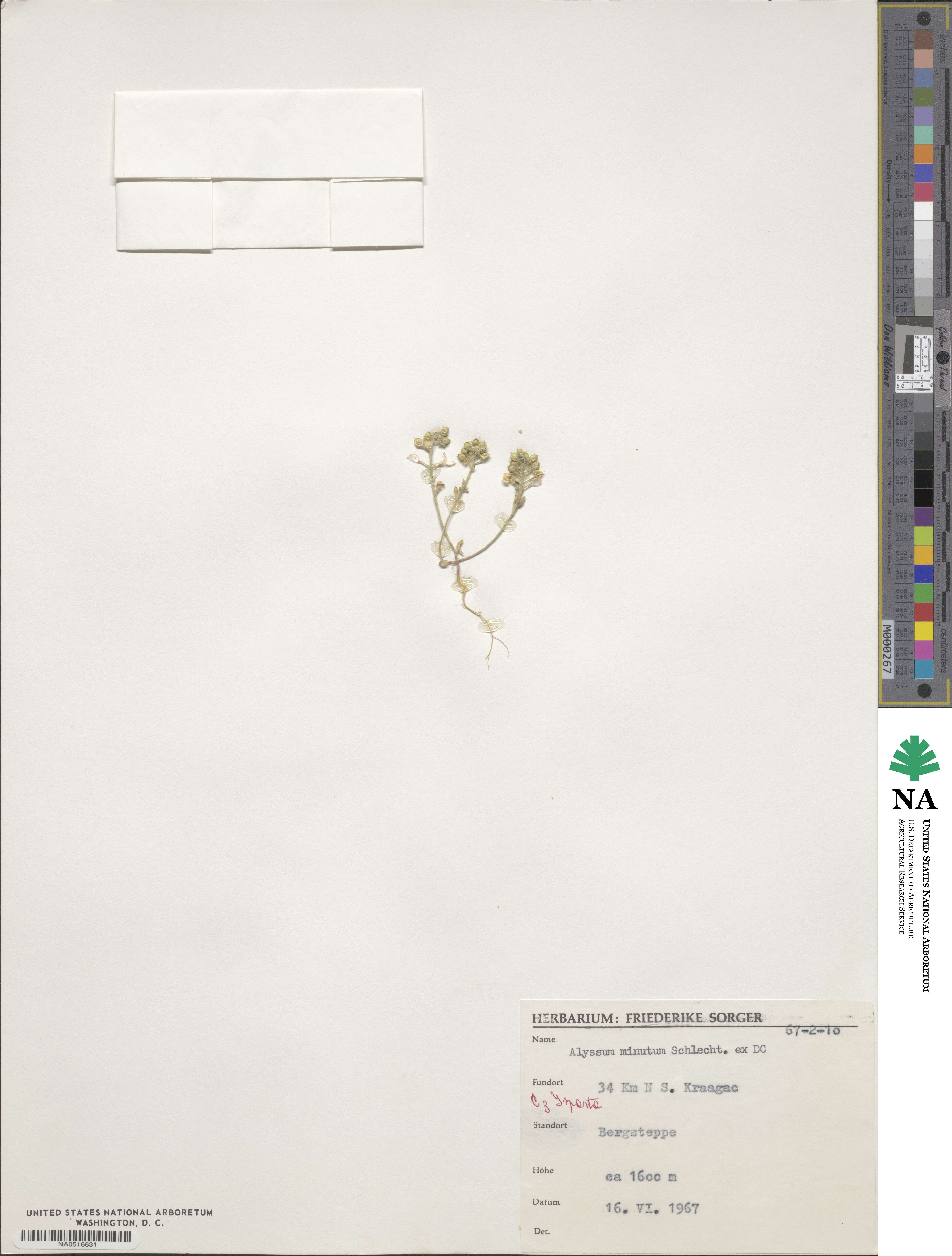 Alyssum minutum image