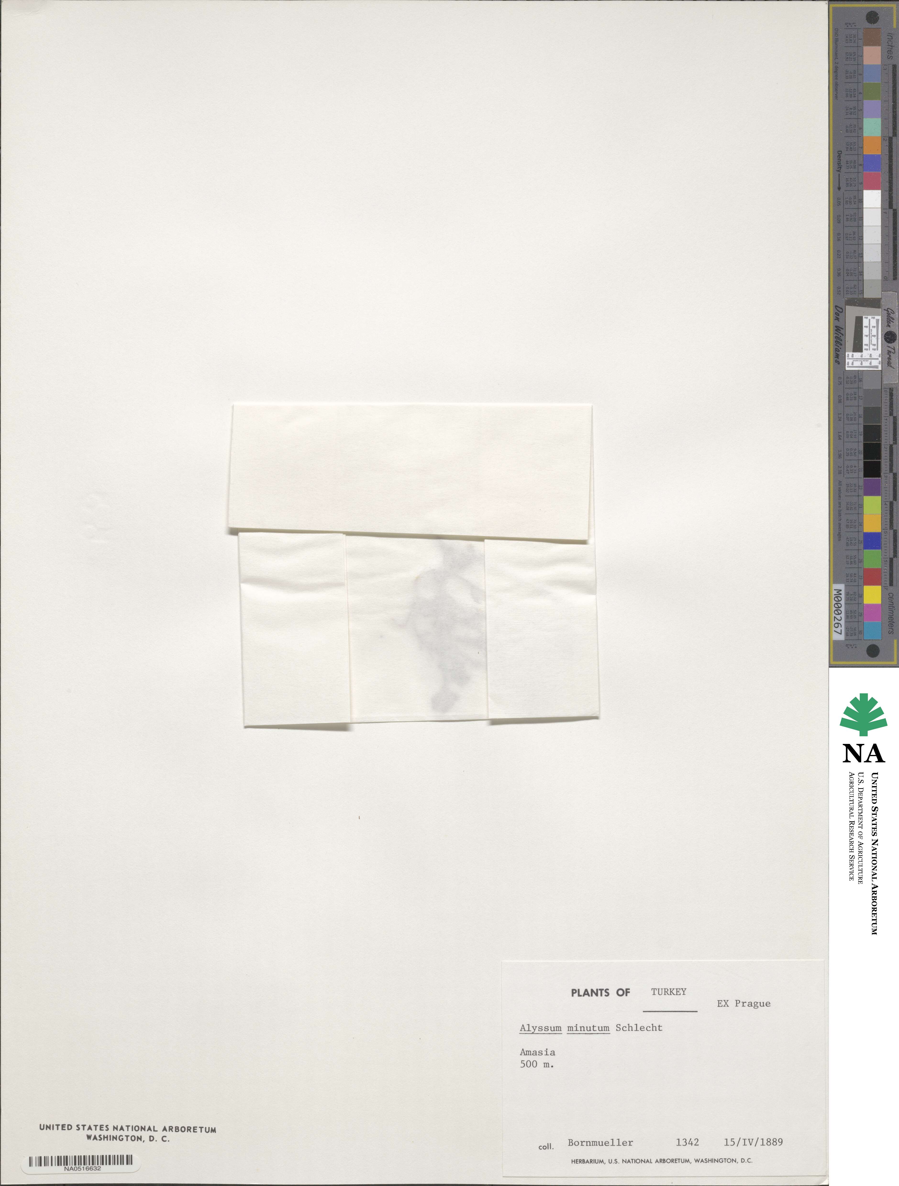 Alyssum minutum image