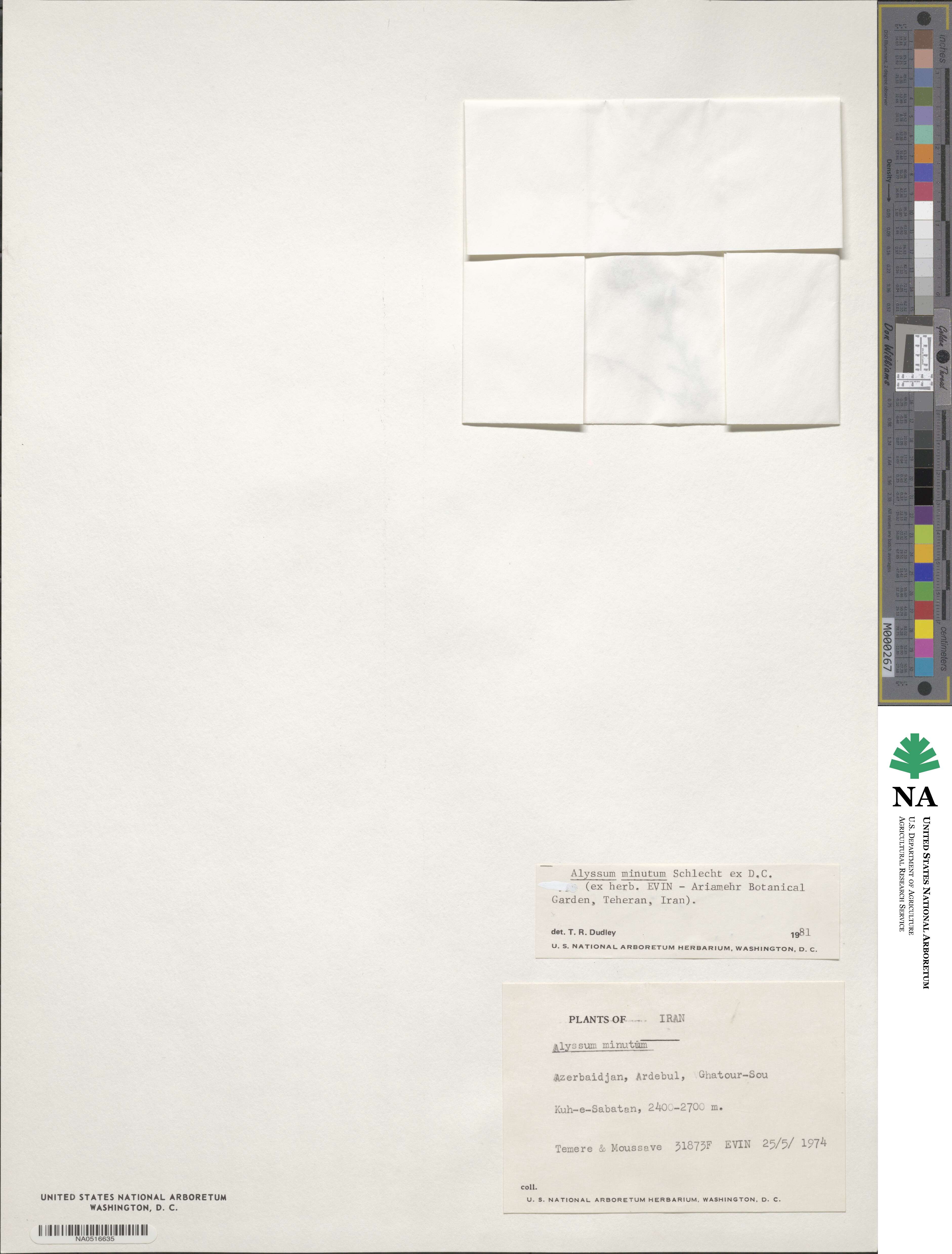 Alyssum image