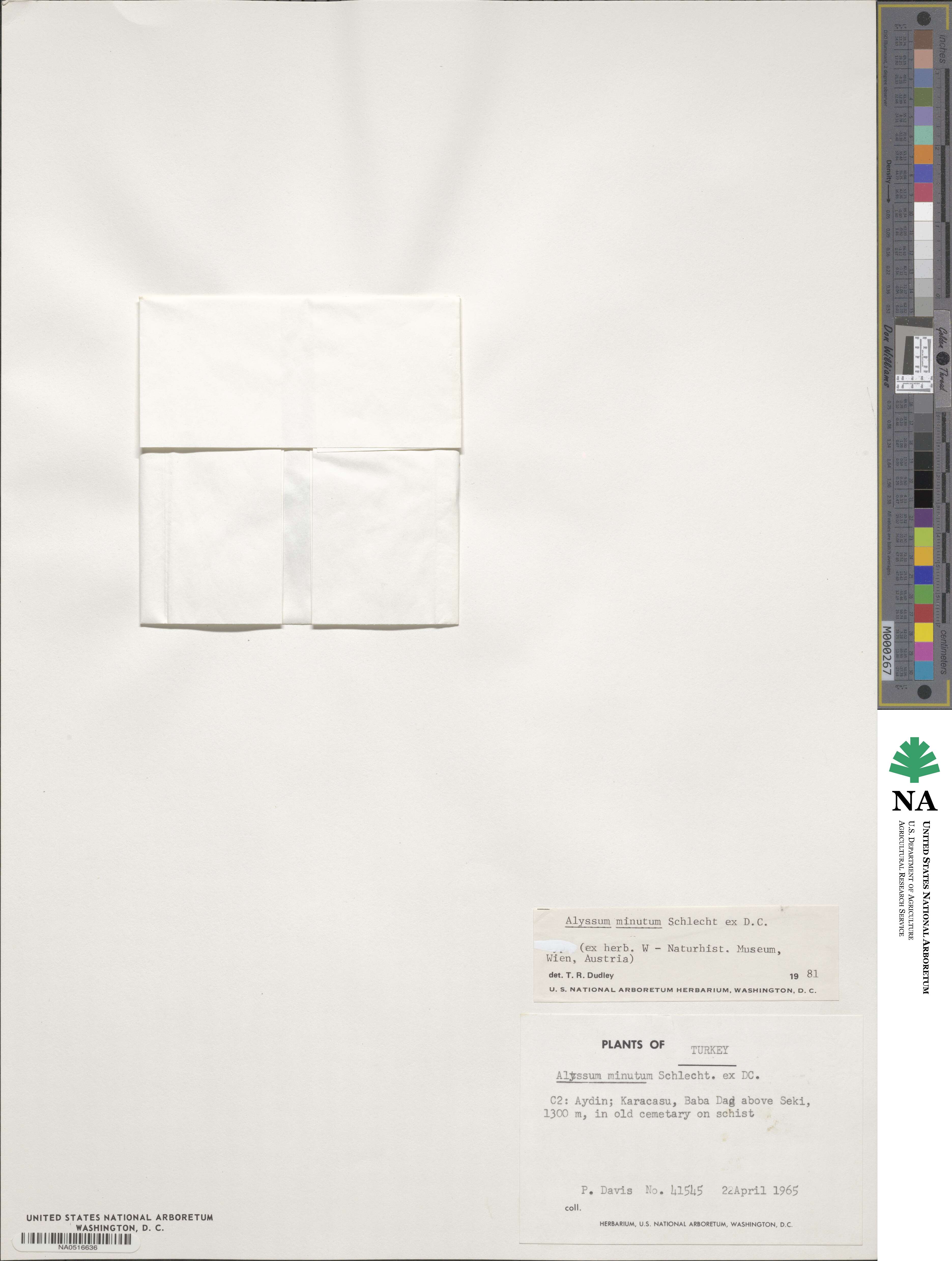 Alyssum minutum image