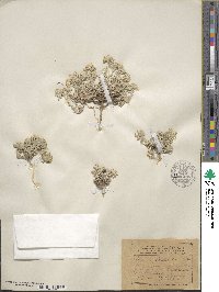 Alyssum muelleri image