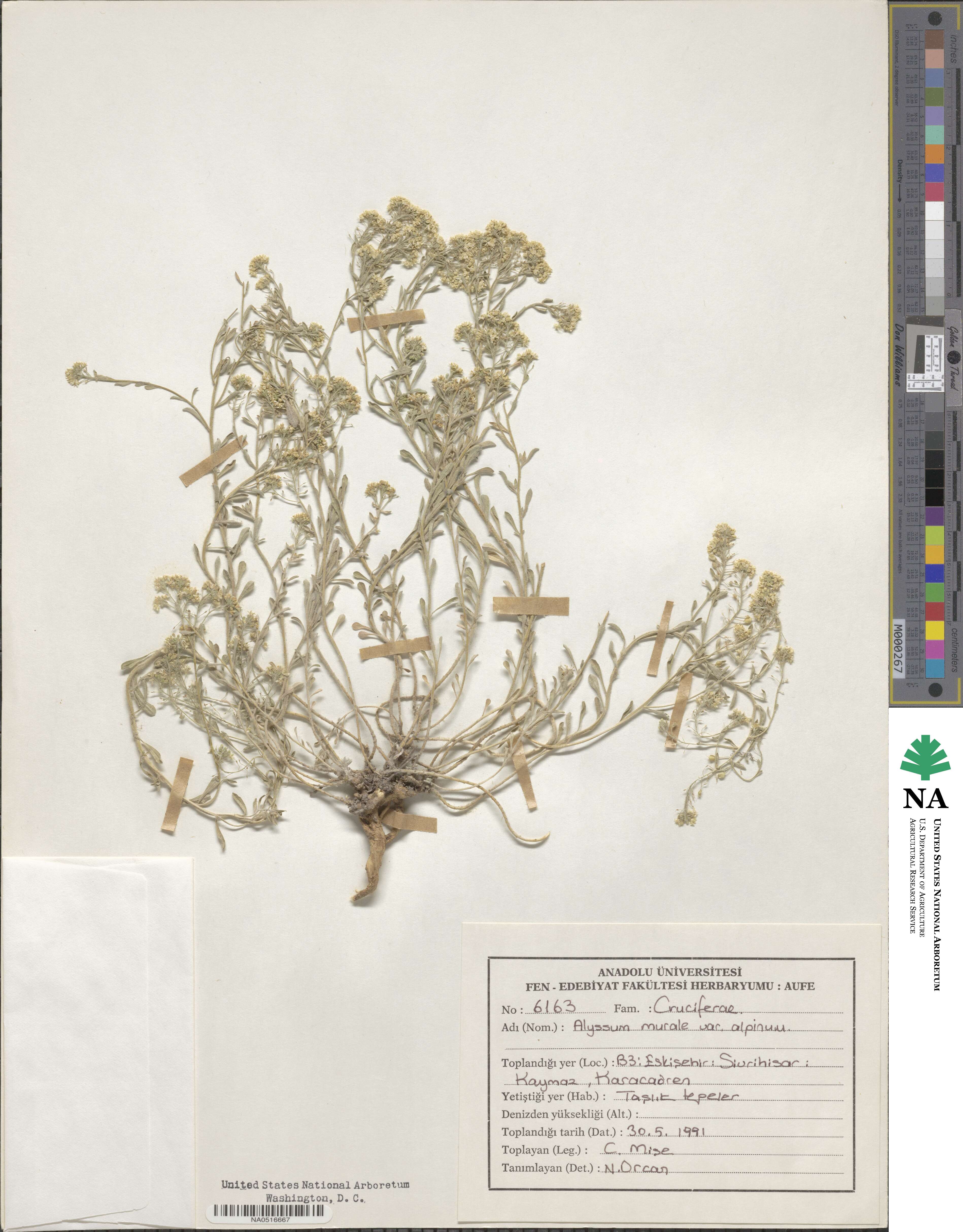 Odontarrhena muralis image