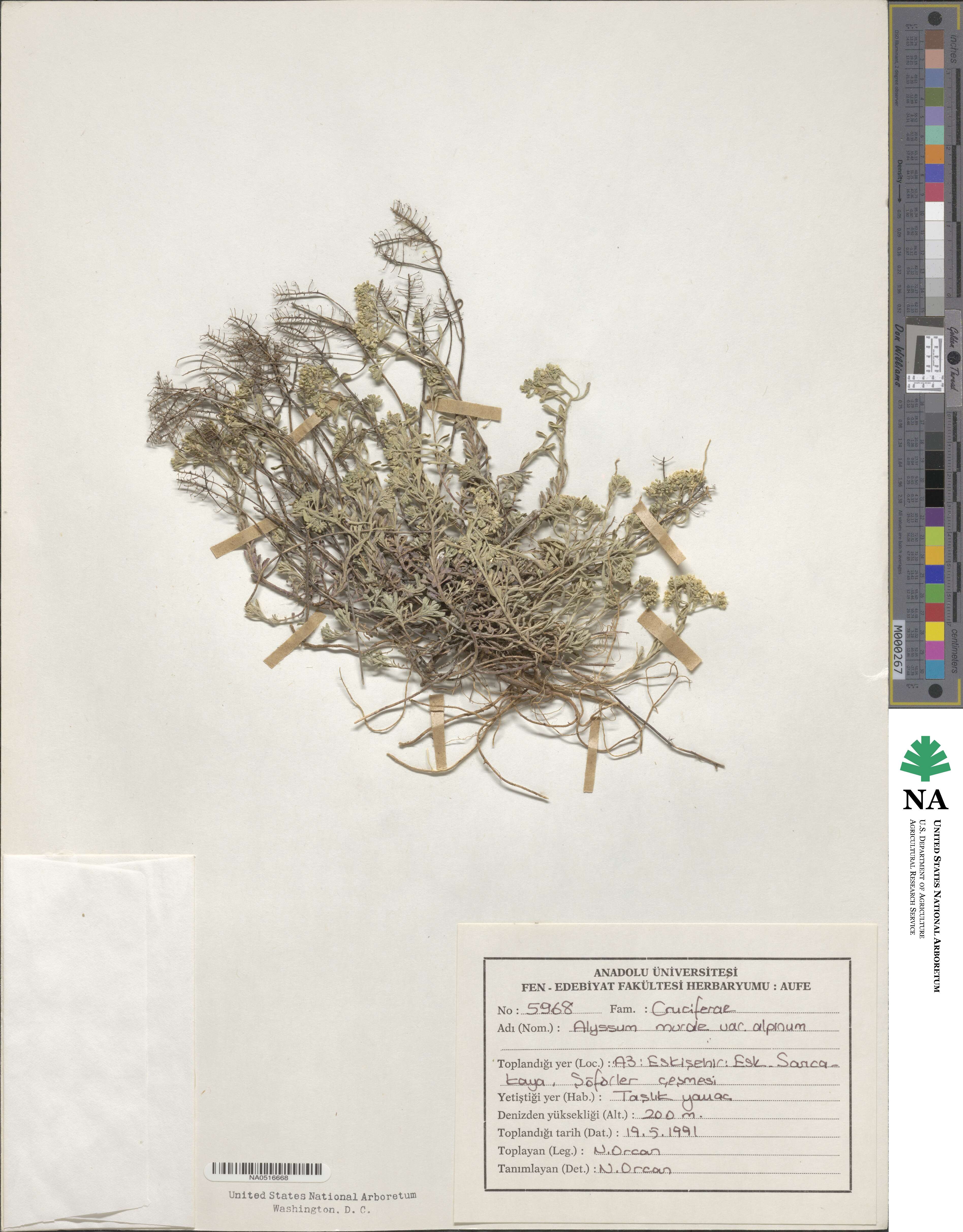 Odontarrhena muralis image