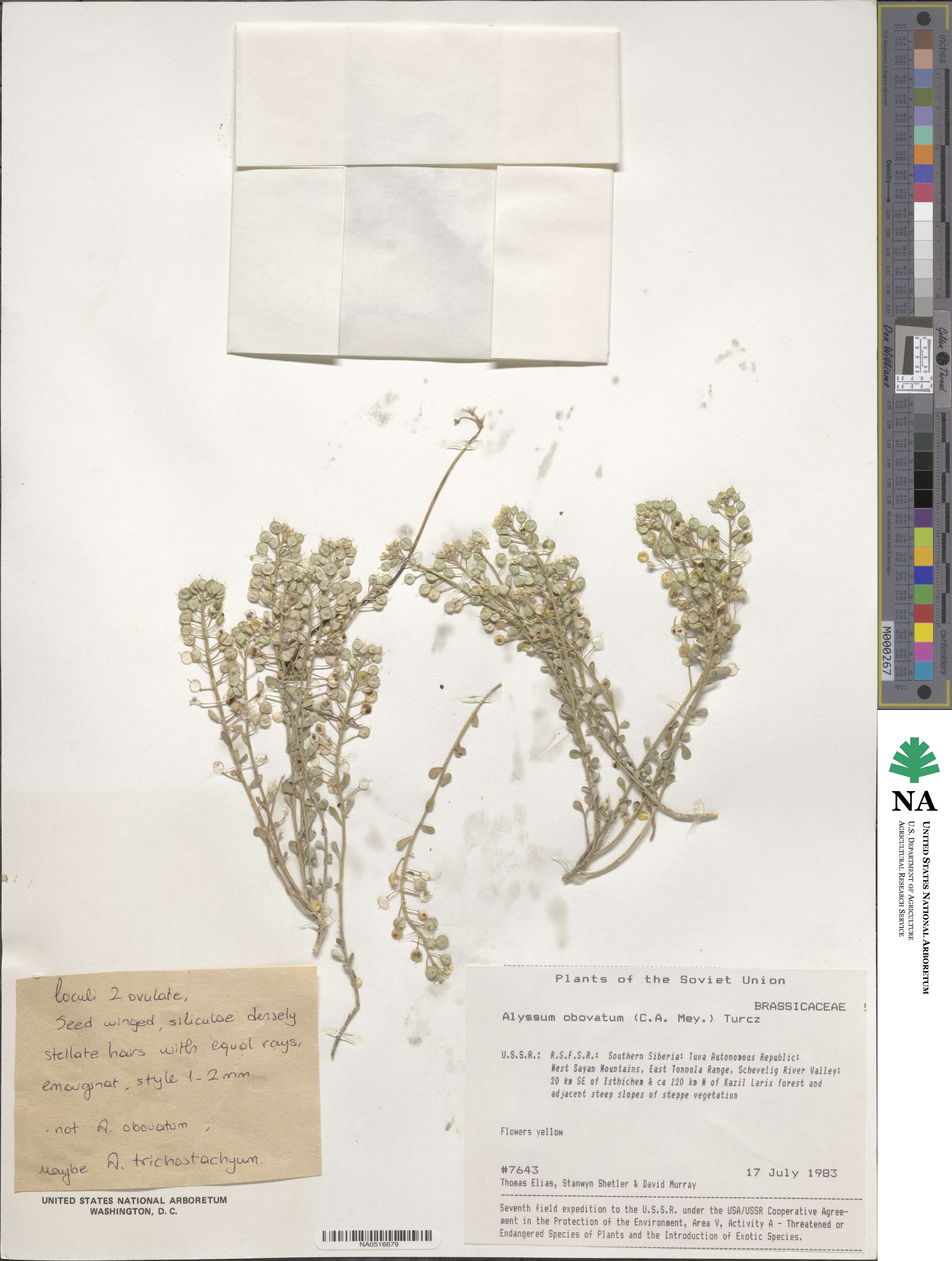 Odontarrhena obovata image