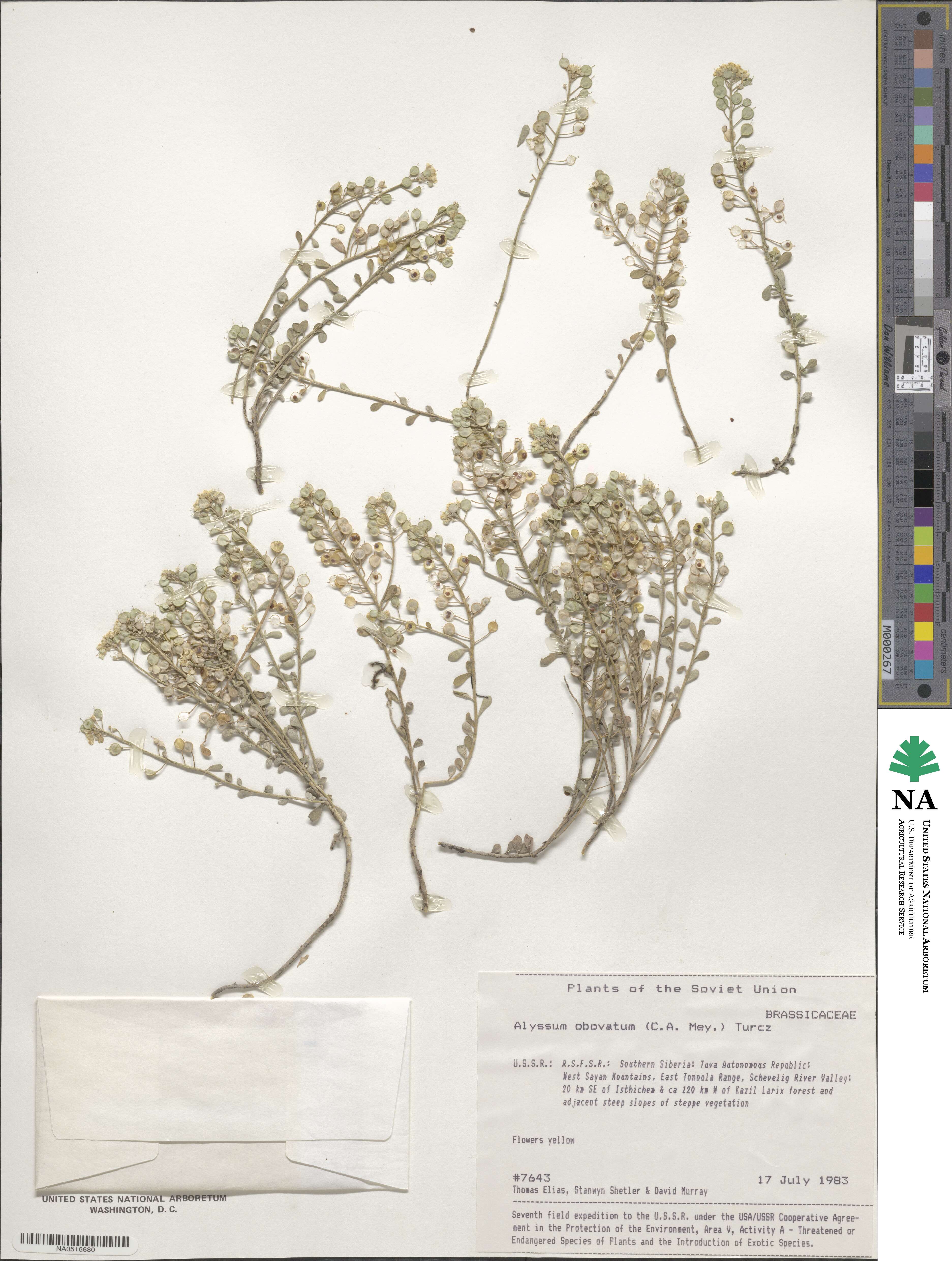 Odontarrhena obovata image