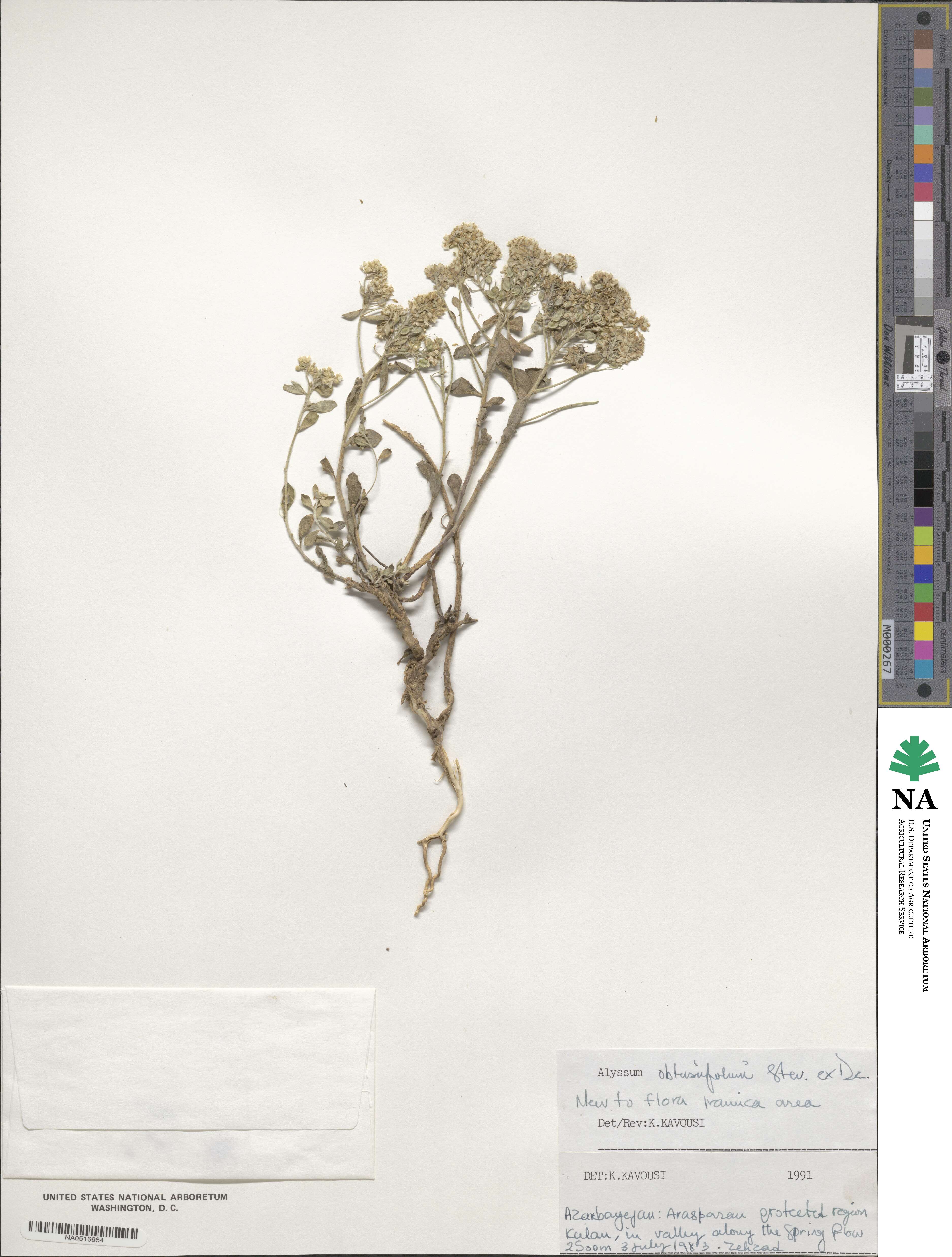 Odontarrhena obtusifolia image