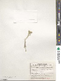 Odontarrhena obtusifolia image