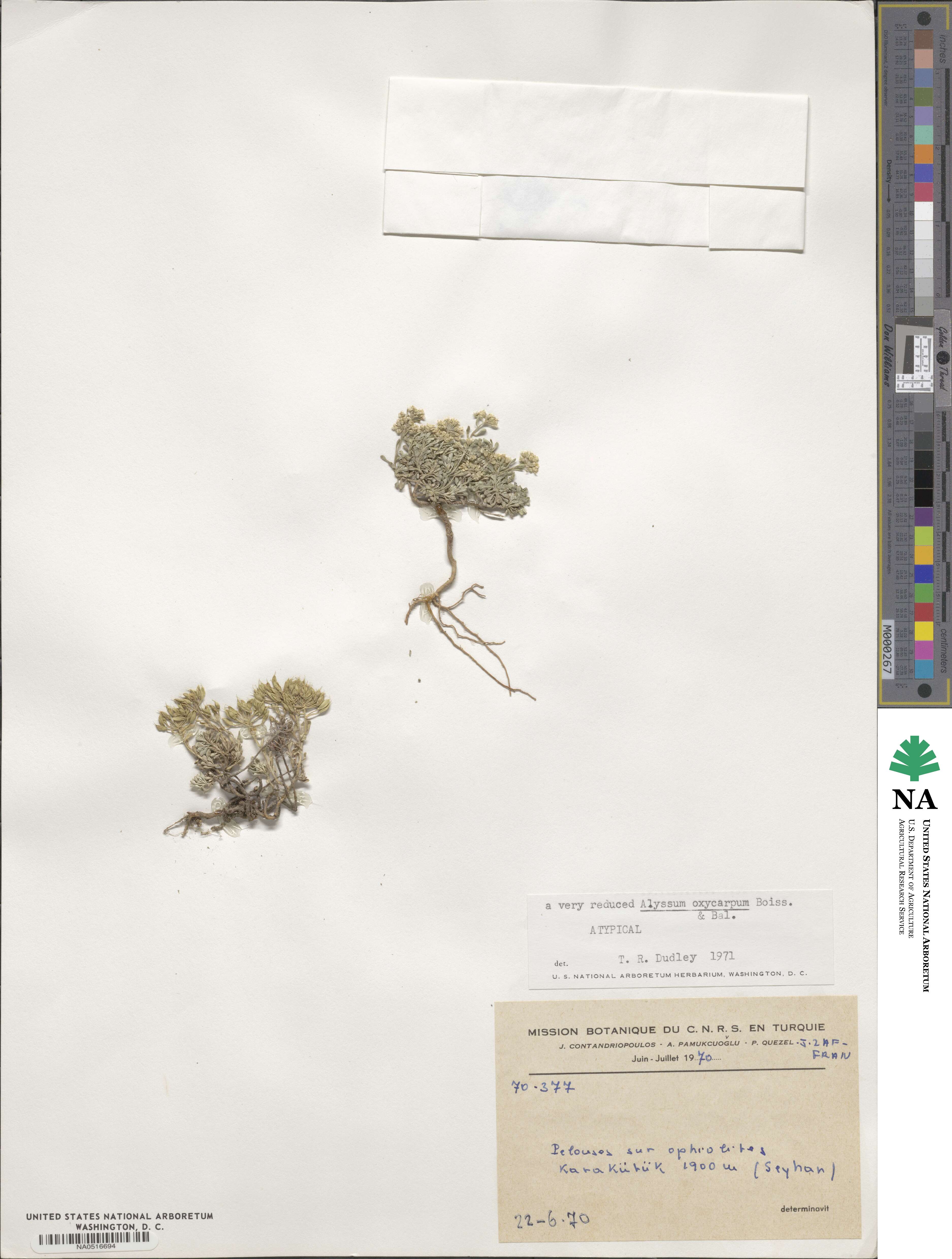 Odontarrhena oxycarpa image
