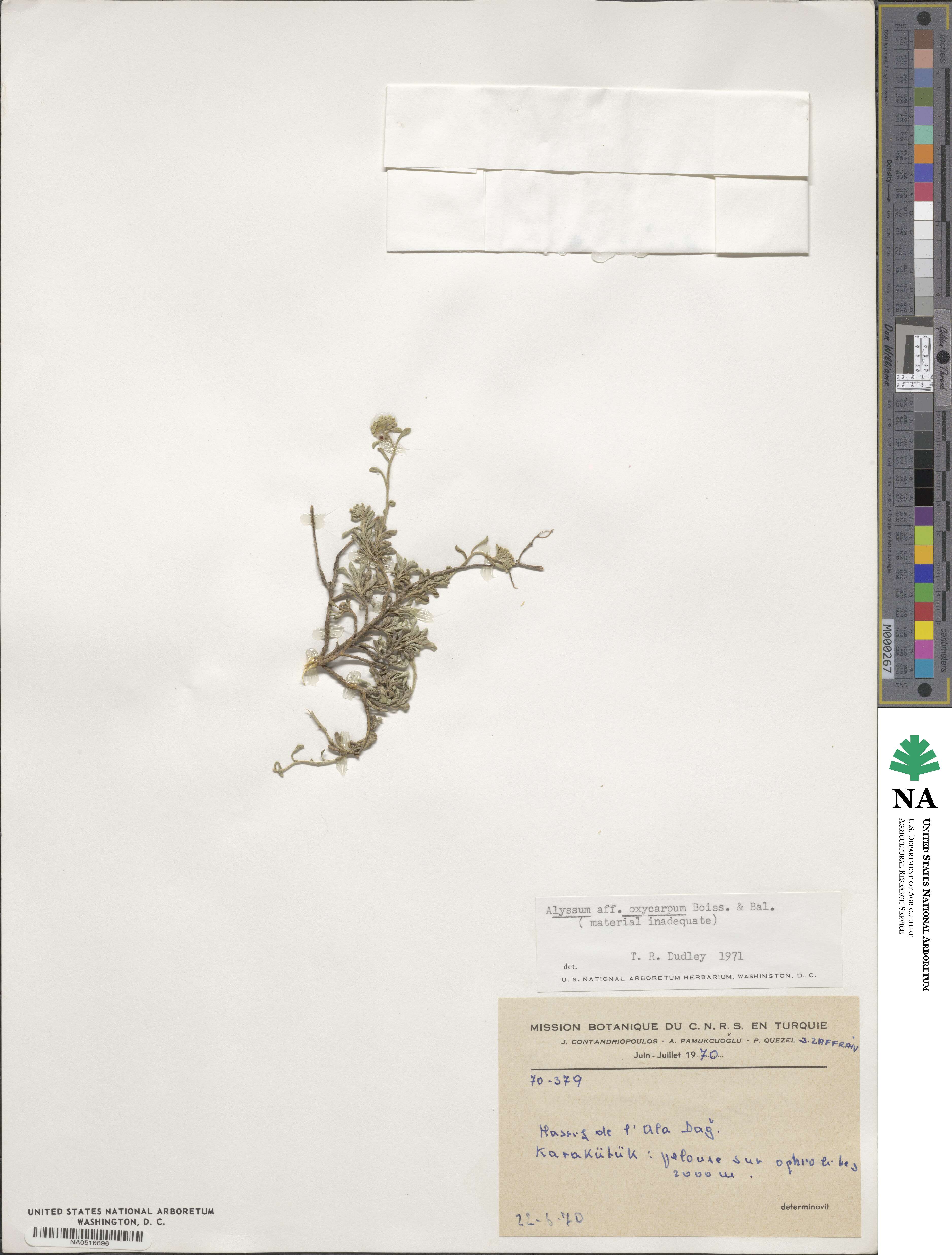 Odontarrhena oxycarpa image