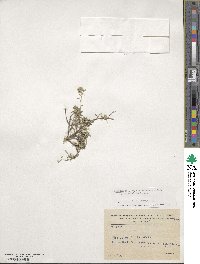 Odontarrhena oxycarpa image
