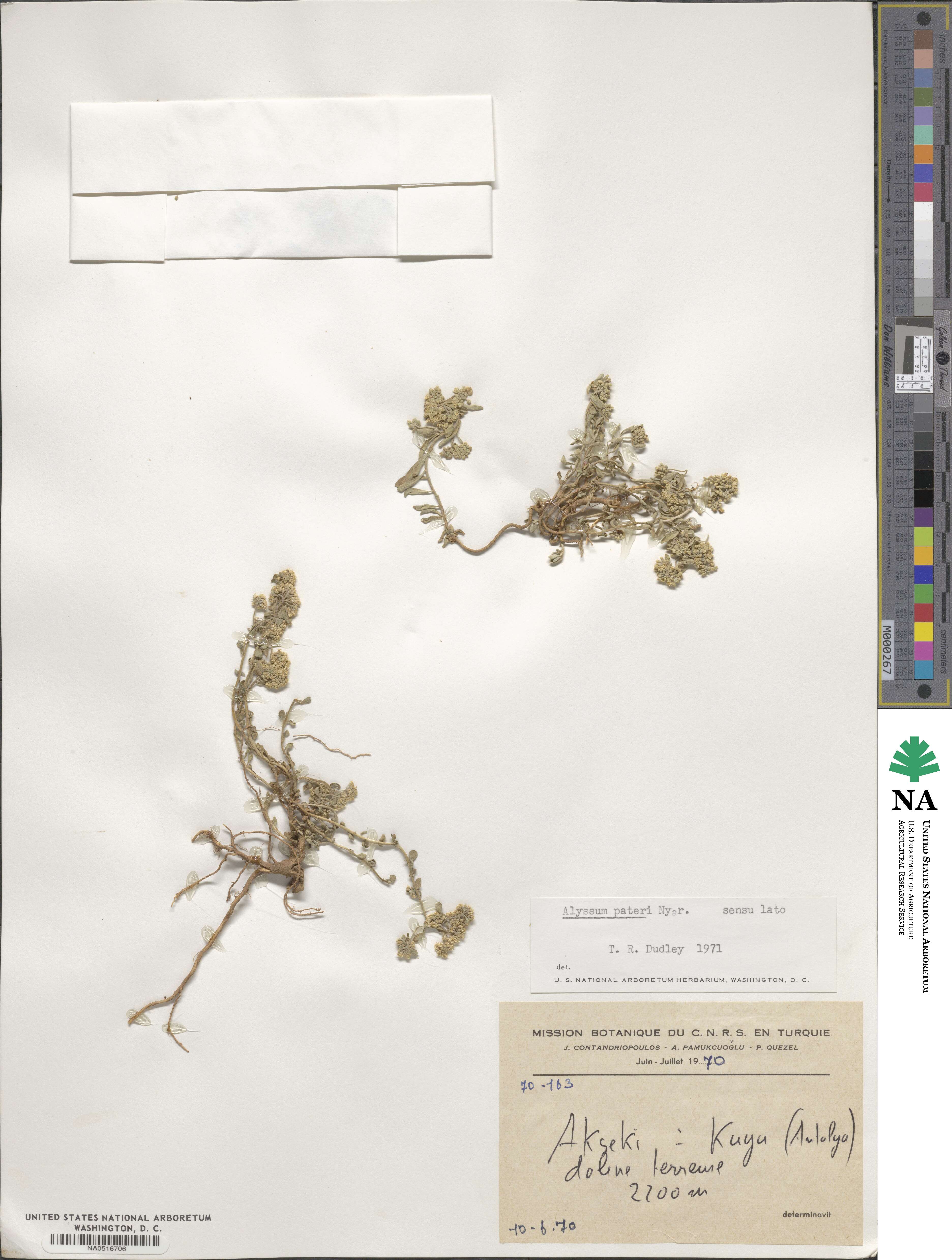 Odontarrhena pateri image