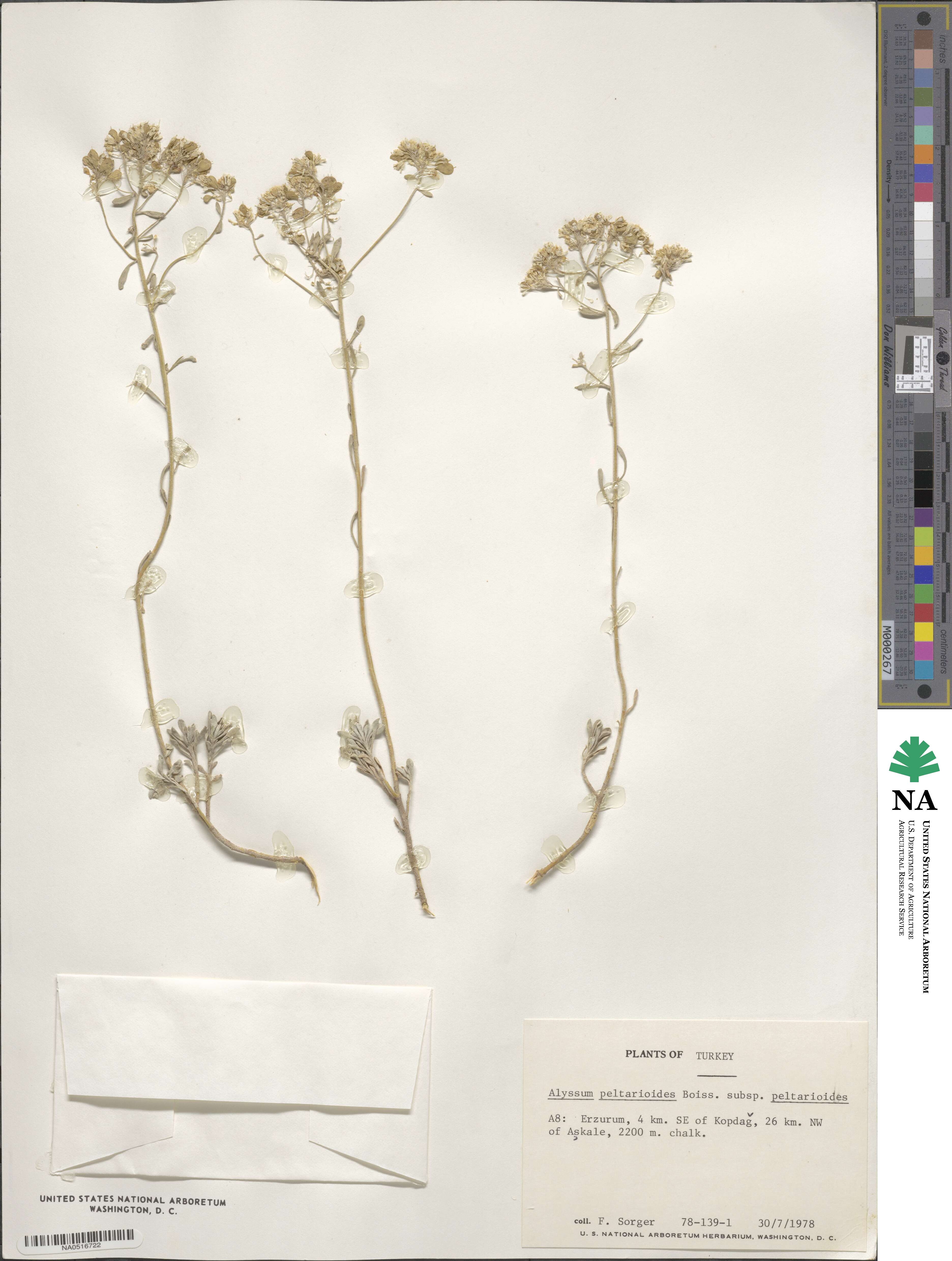 Odontarrhena peltarioidea image