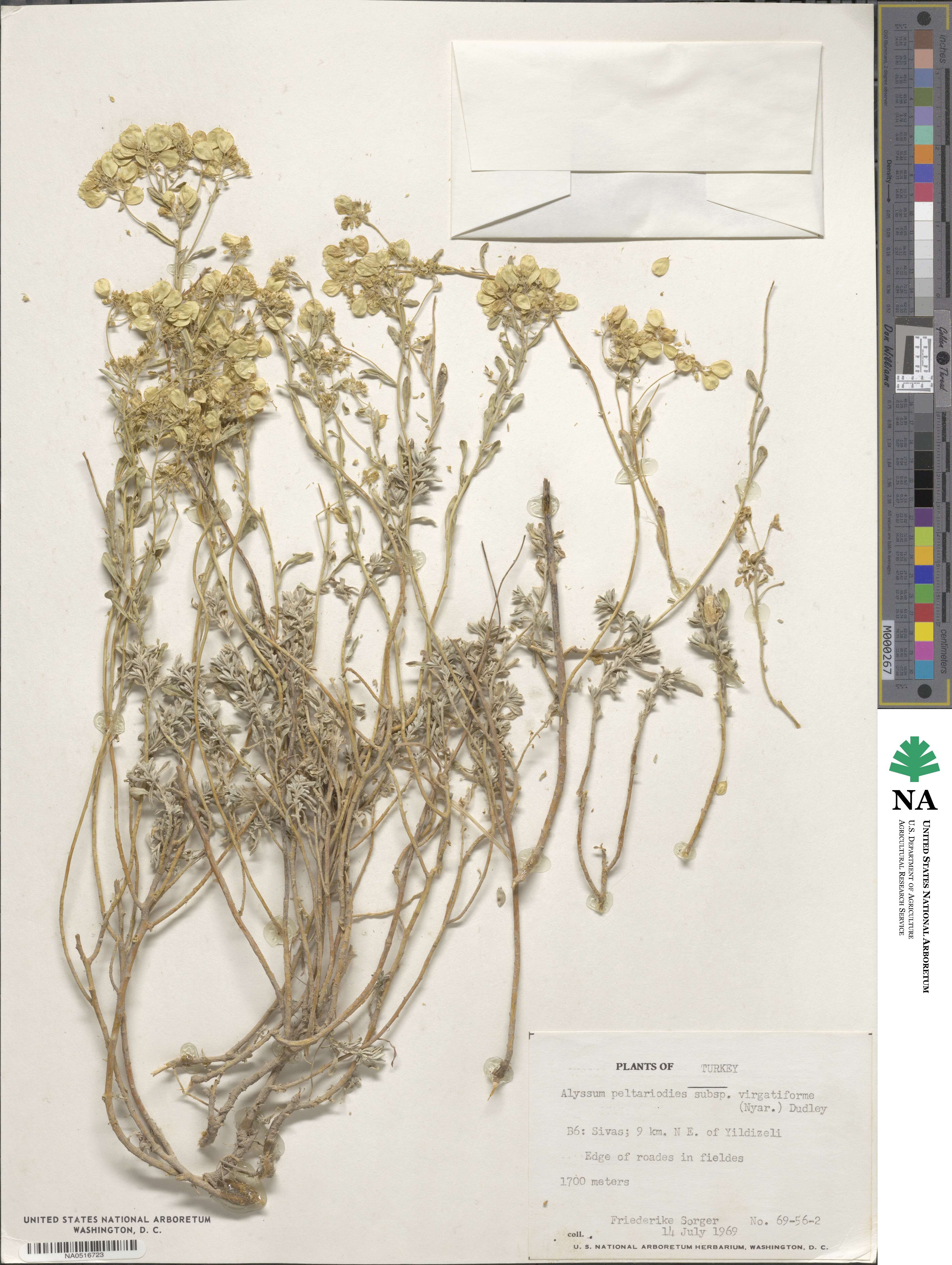 Odontarrhena peltarioidea image