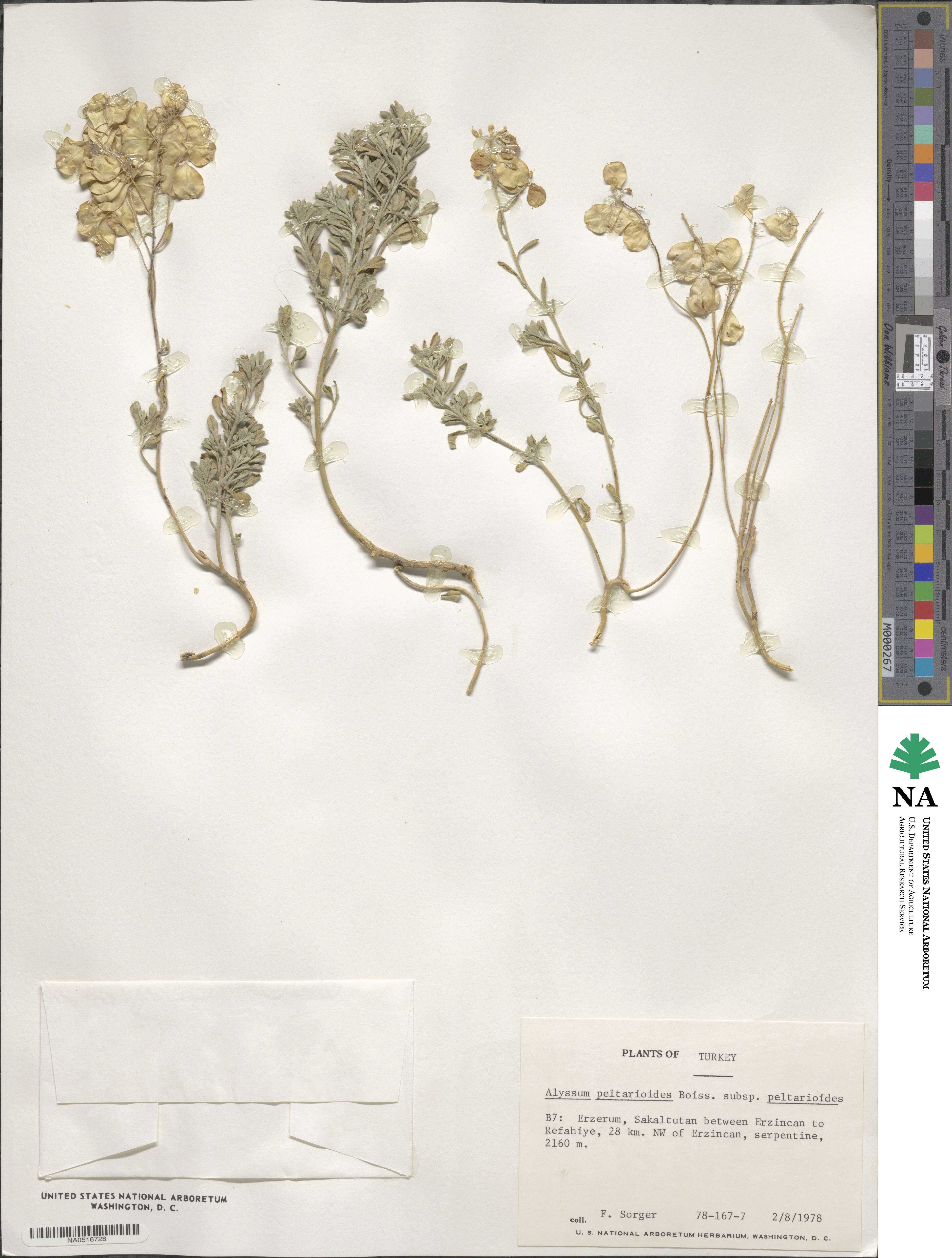 Odontarrhena peltarioidea image