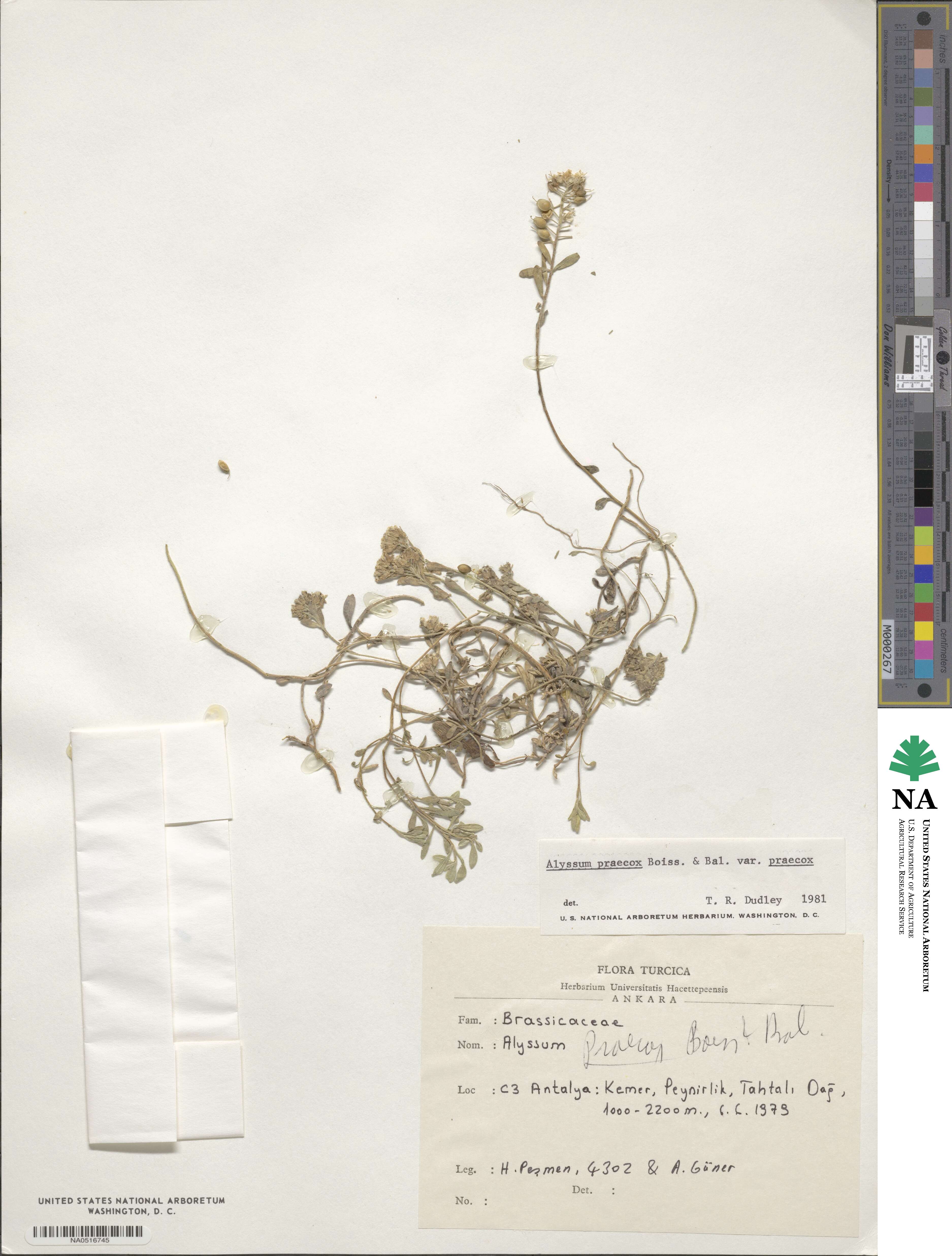 Alyssum praecox image