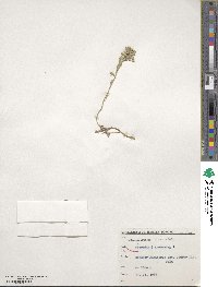 Alyssum praecox image