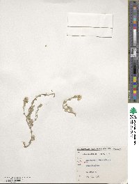 Alyssum praecox image