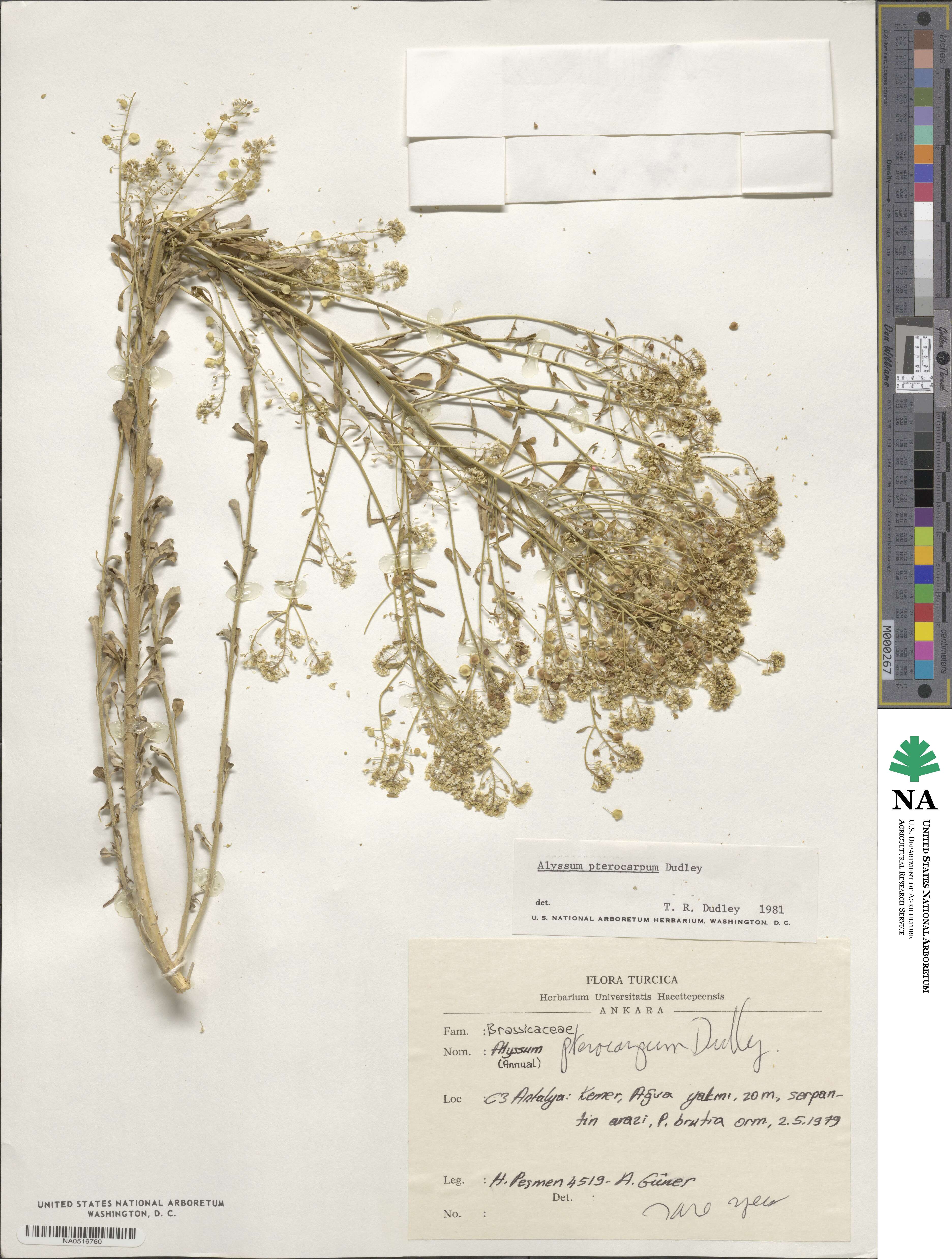 Odontarrhena pterocarpa image