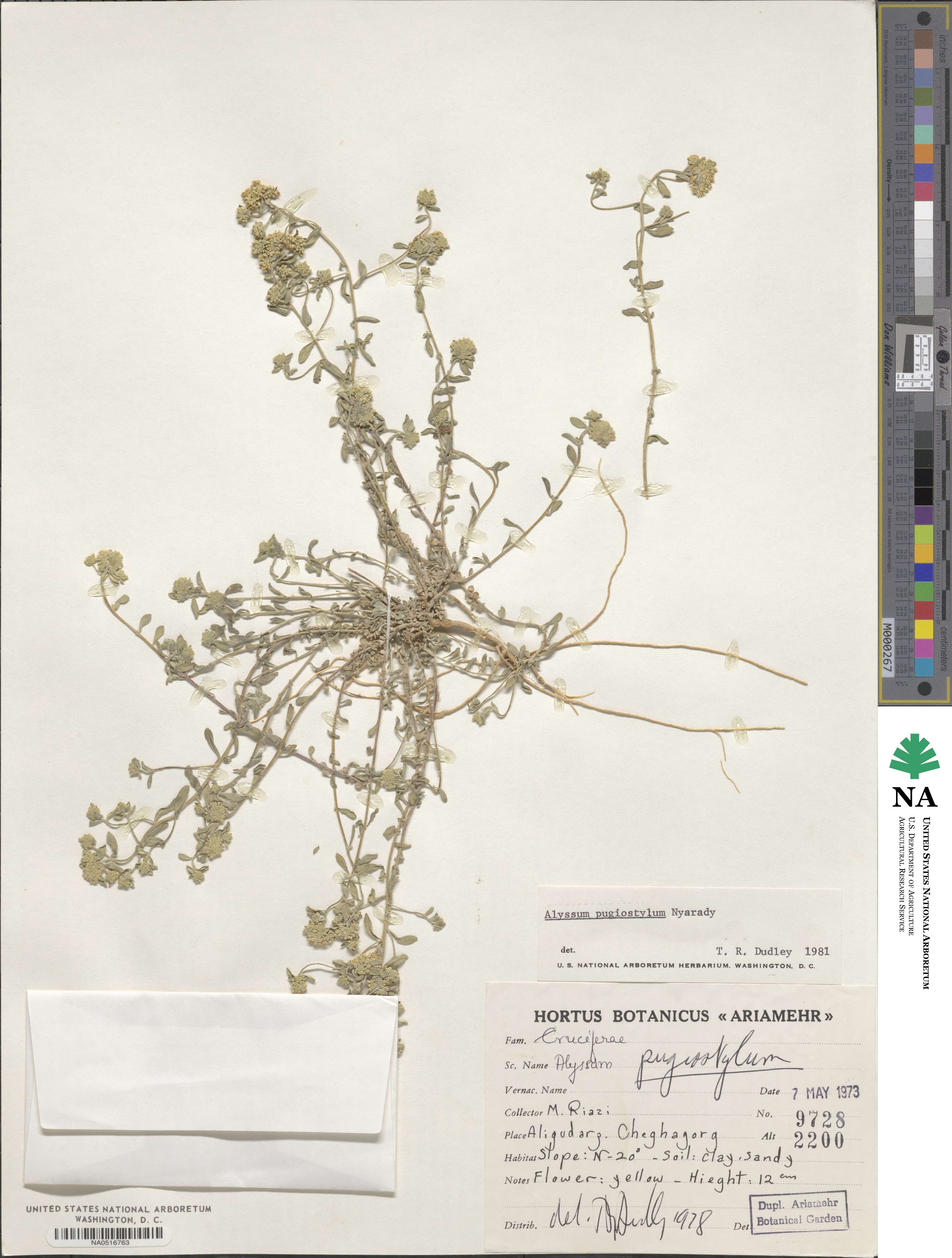 Odontarrhena pugiostyla image