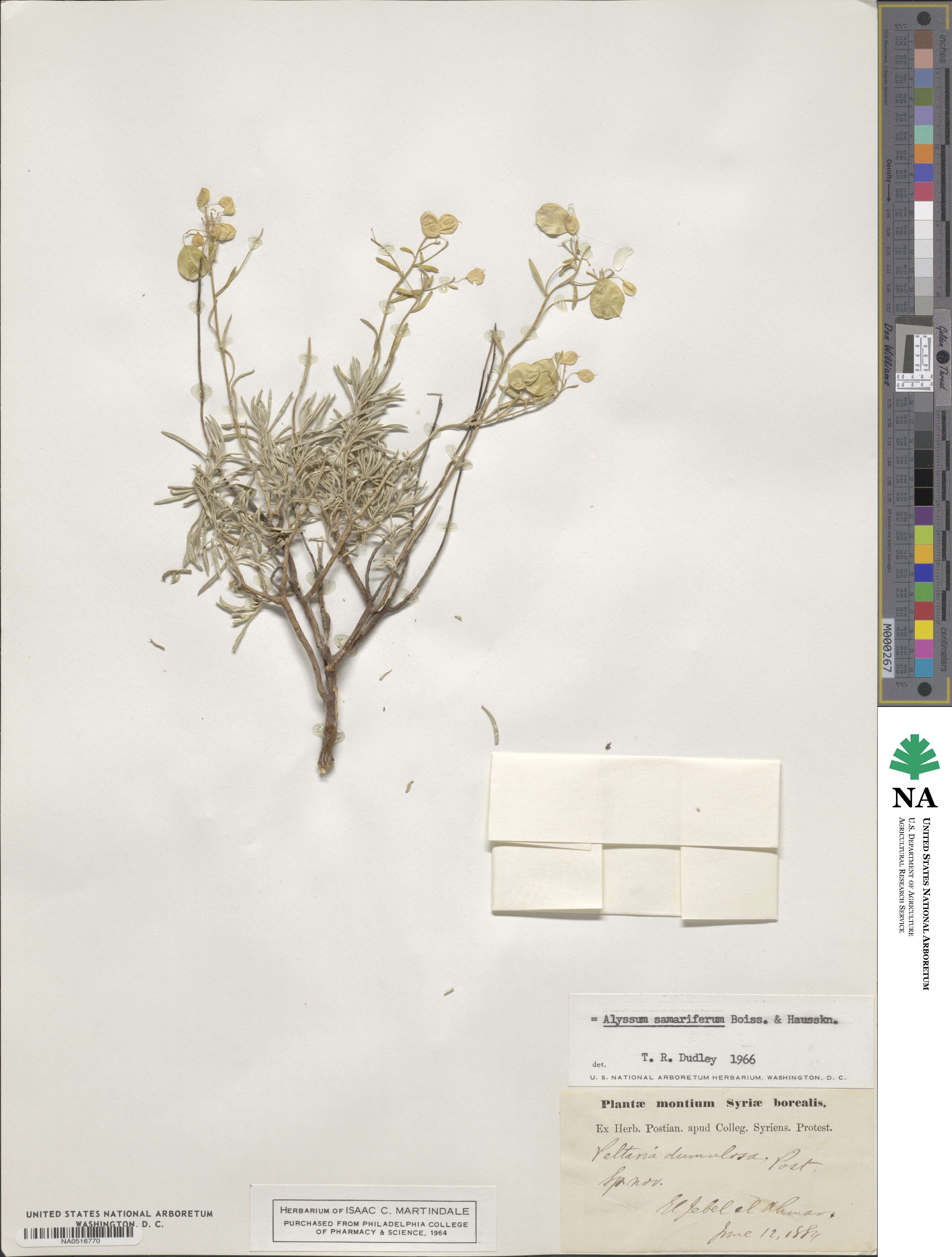 Odontarrhena samarifera image