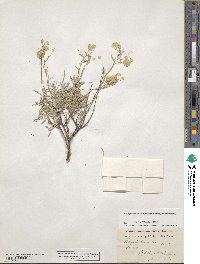 Odontarrhena samarifera image