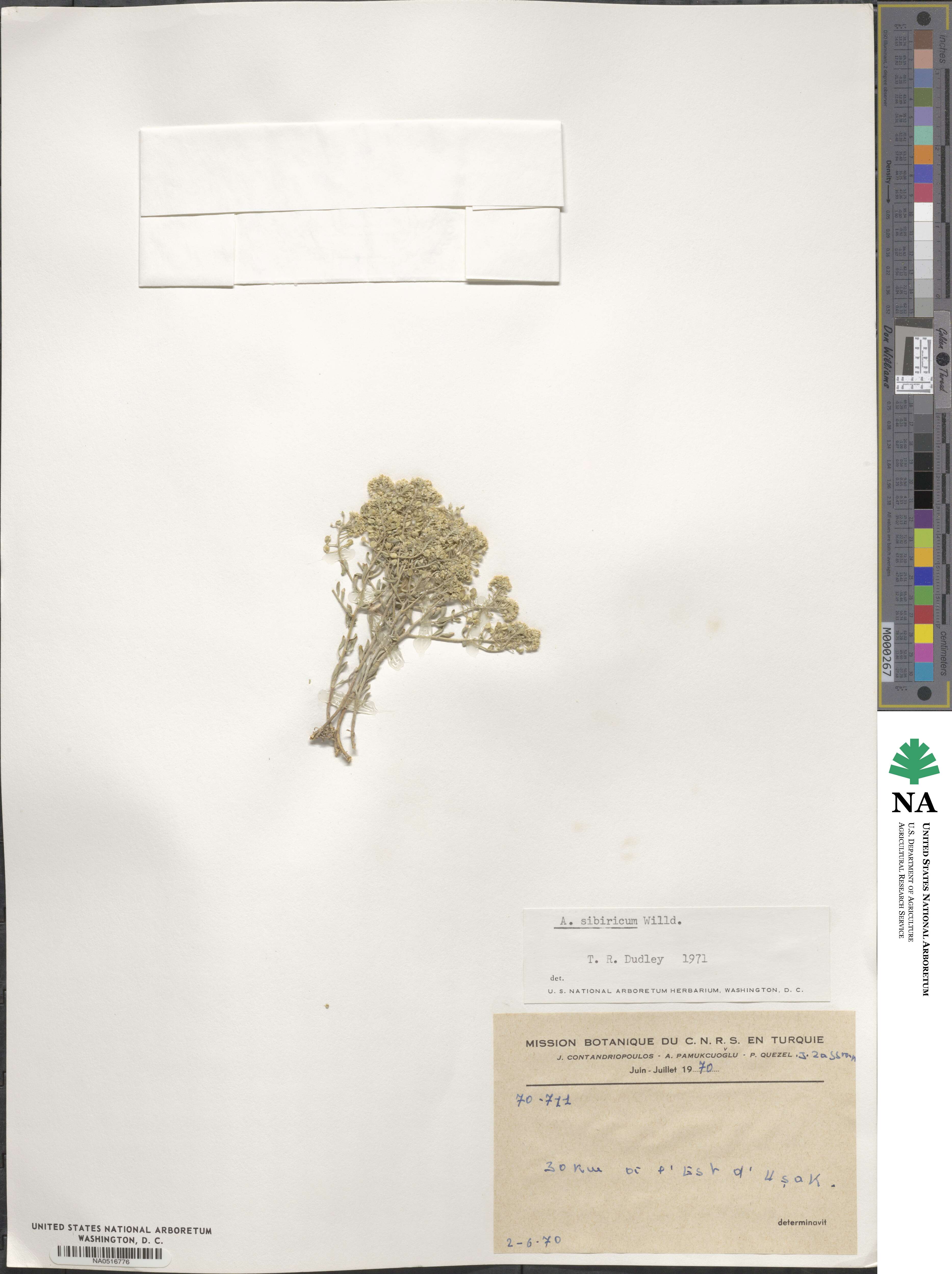 Odontarrhena sibirica image