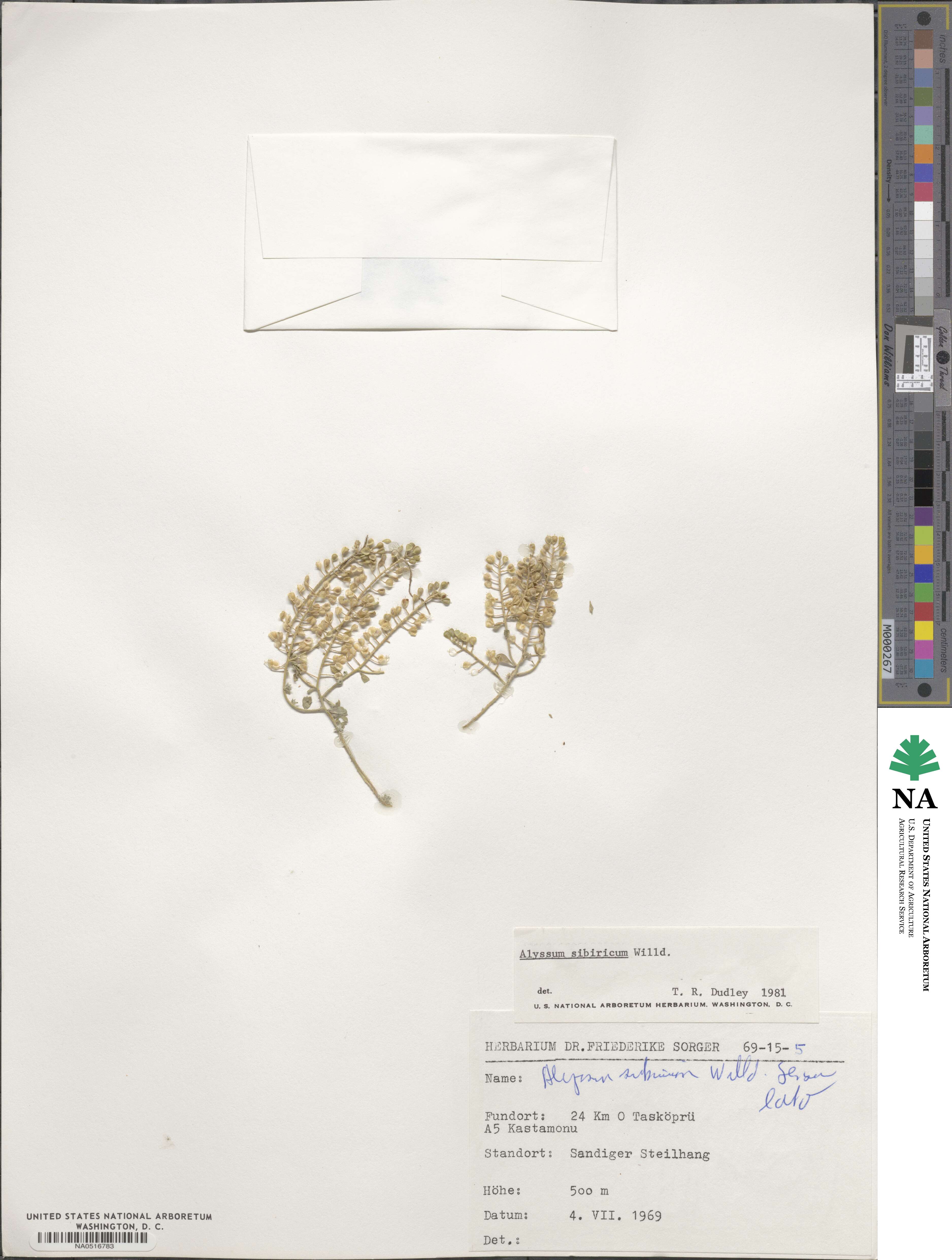 Odontarrhena sibirica image