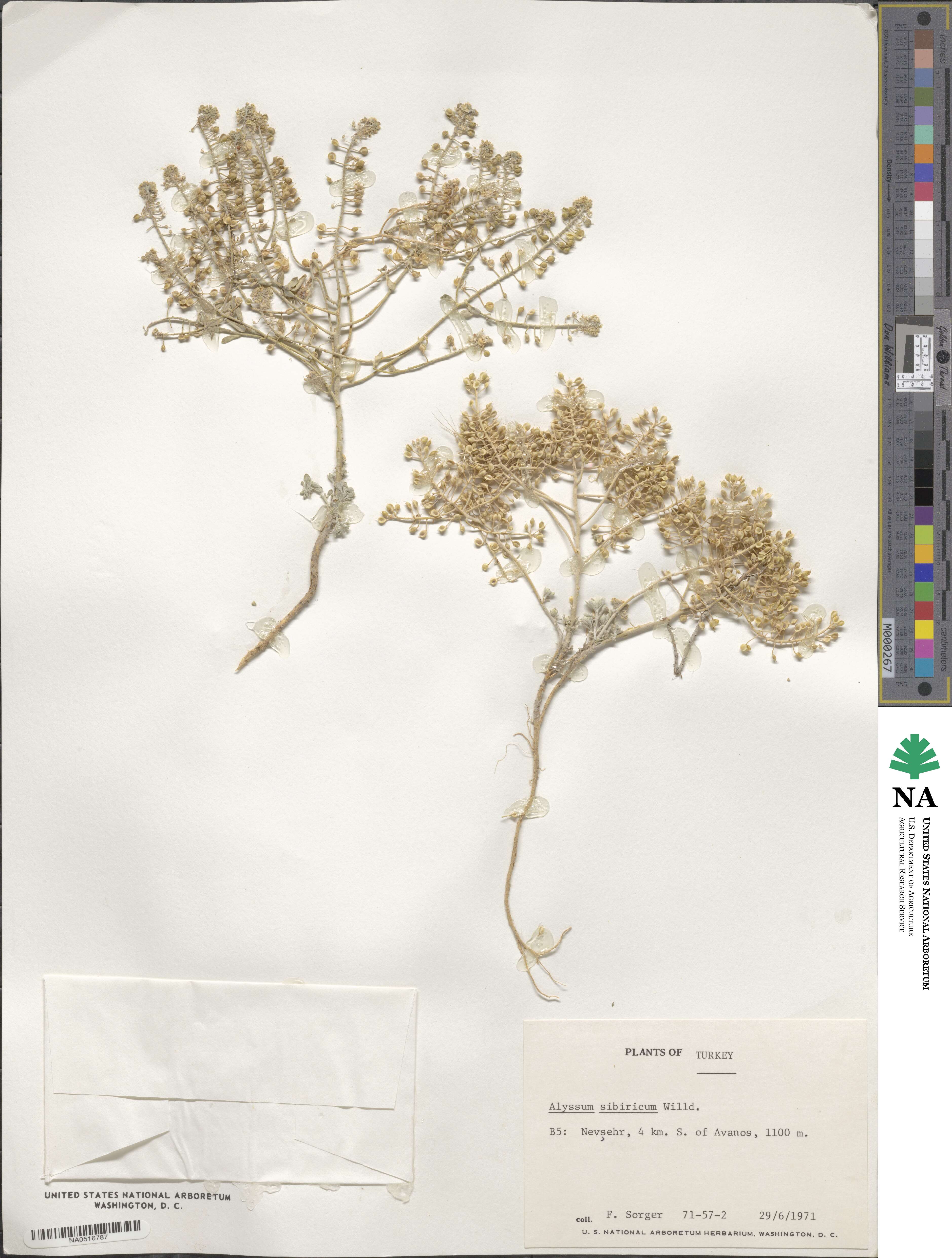 Odontarrhena sibirica image