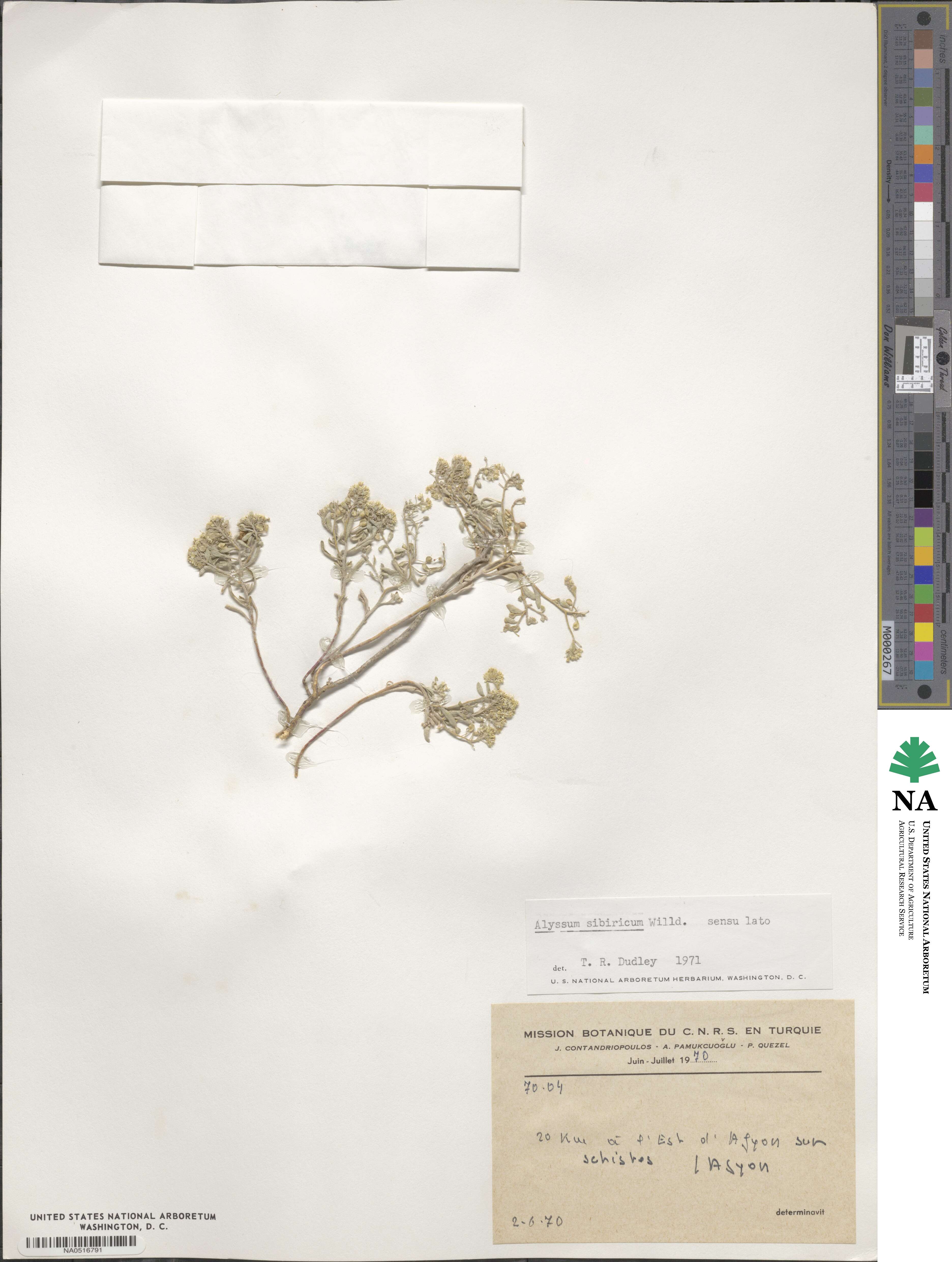 Odontarrhena sibirica image