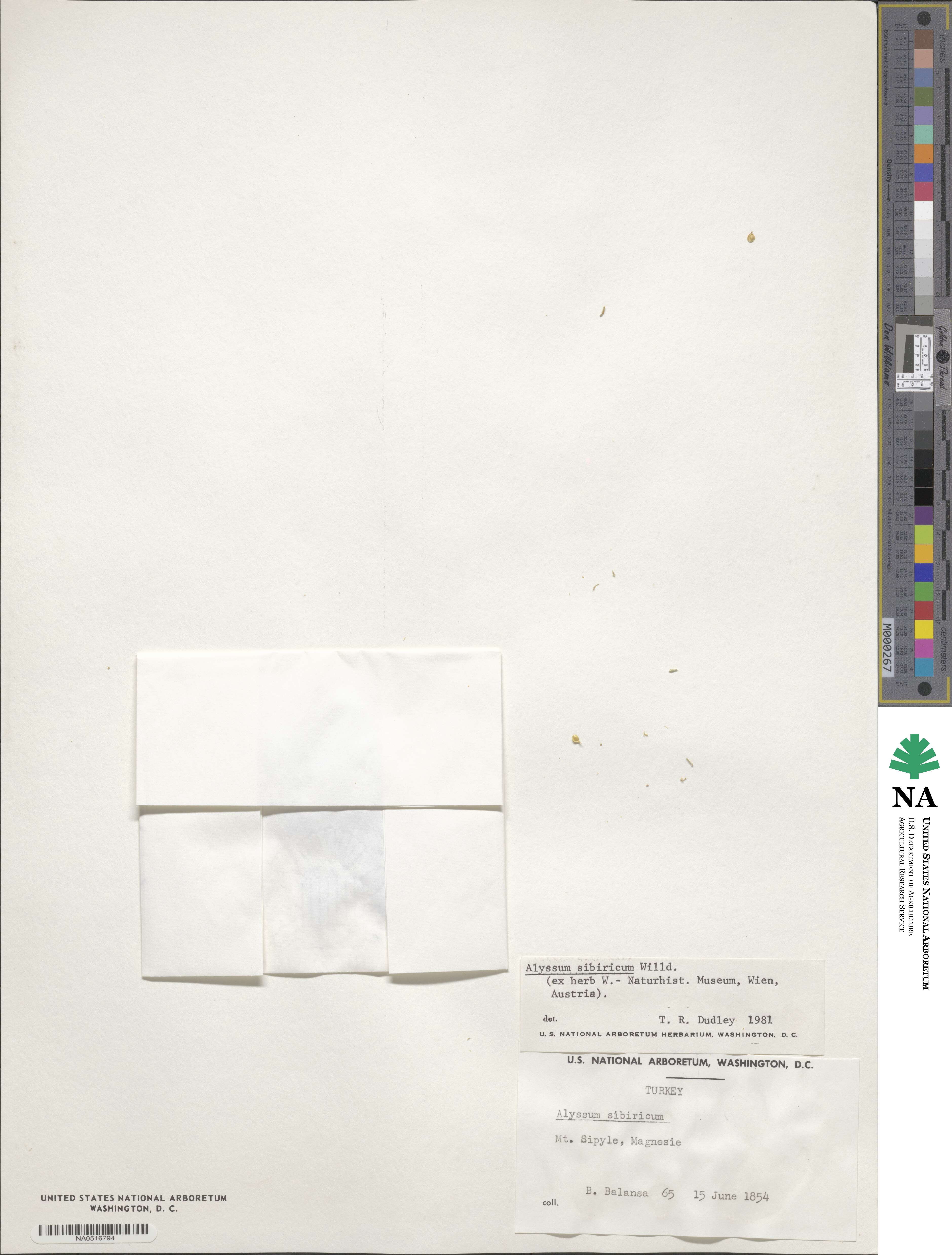 Odontarrhena sibirica image