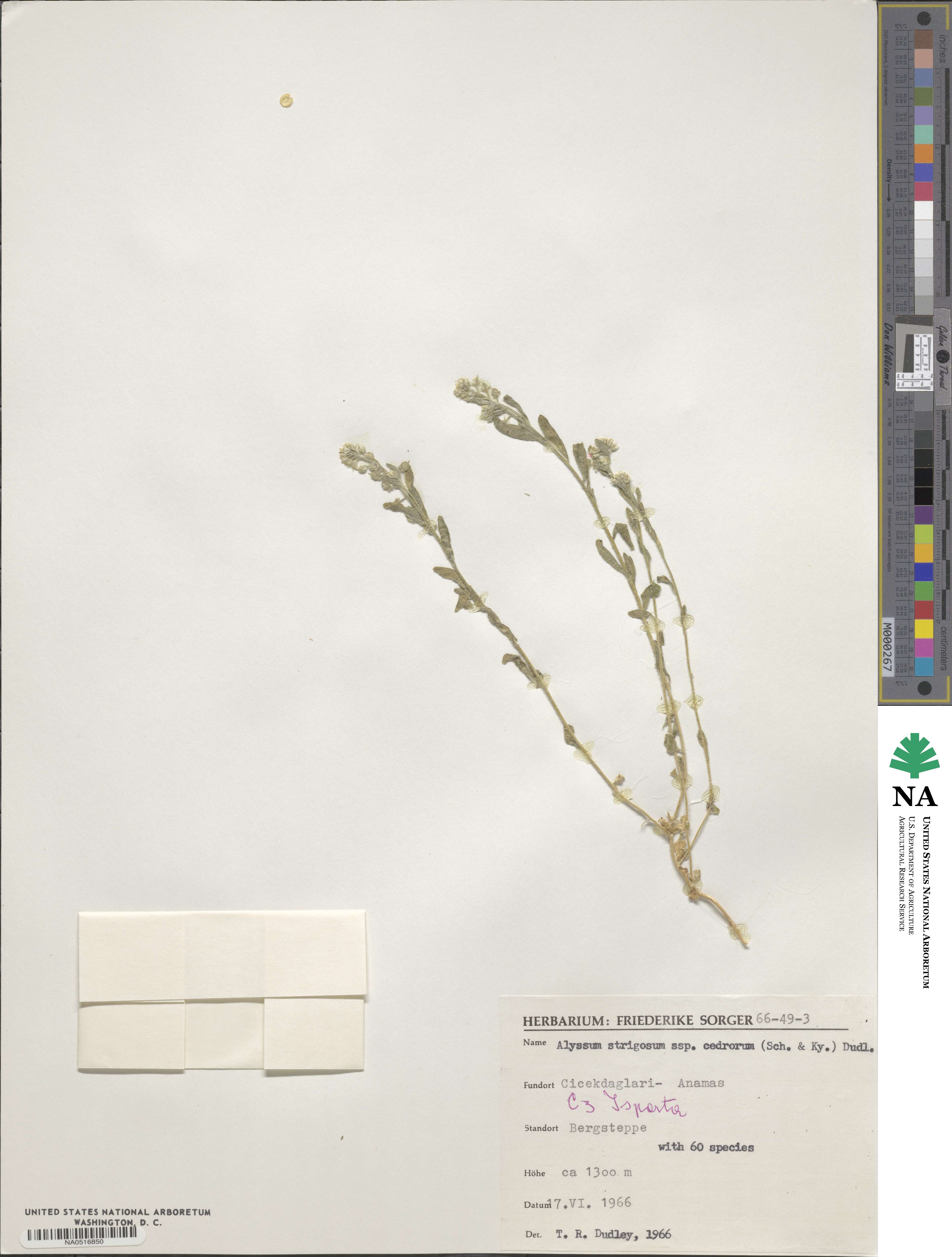 Alyssum strigosum subsp. cedrorum image