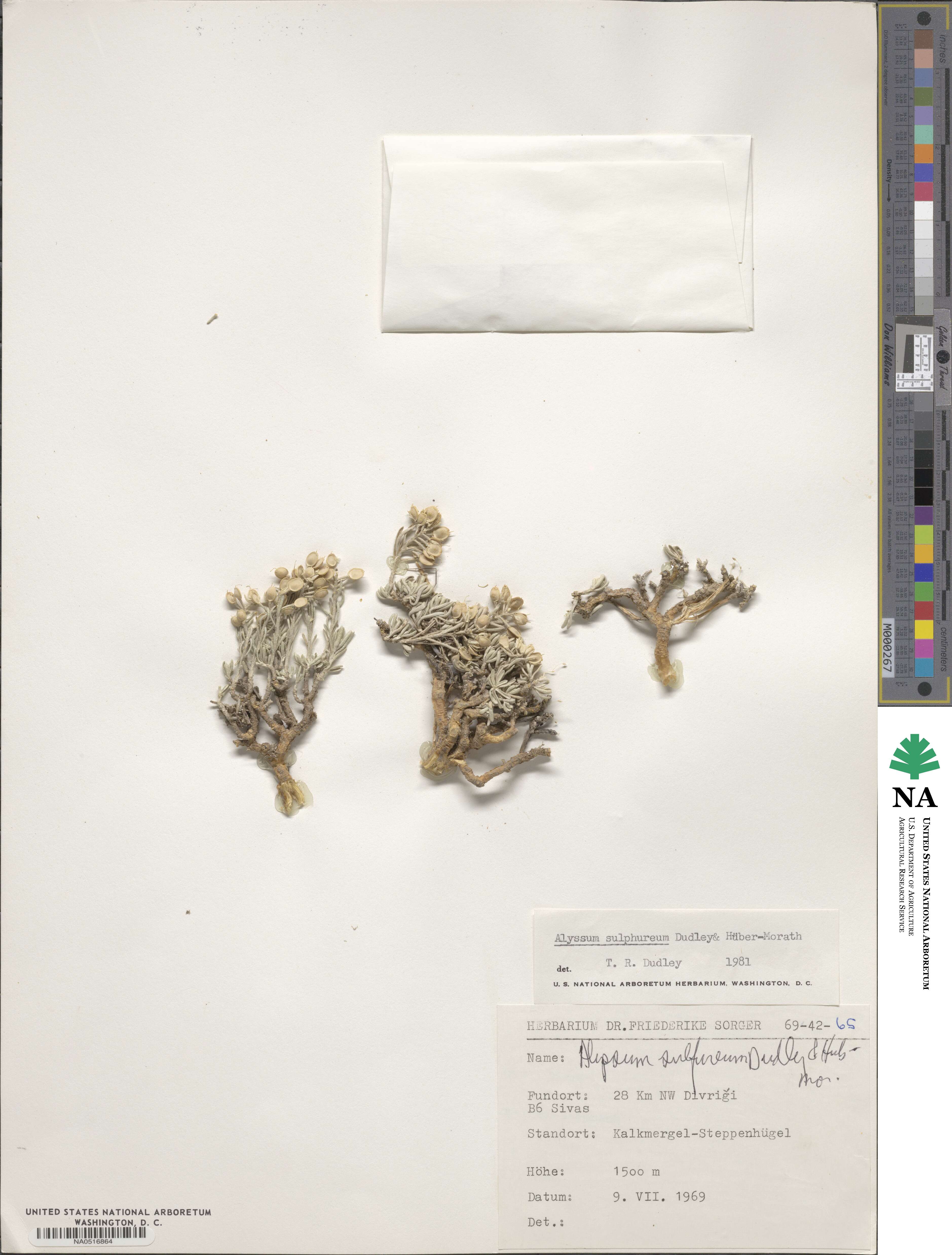 Alyssum sulphureum image