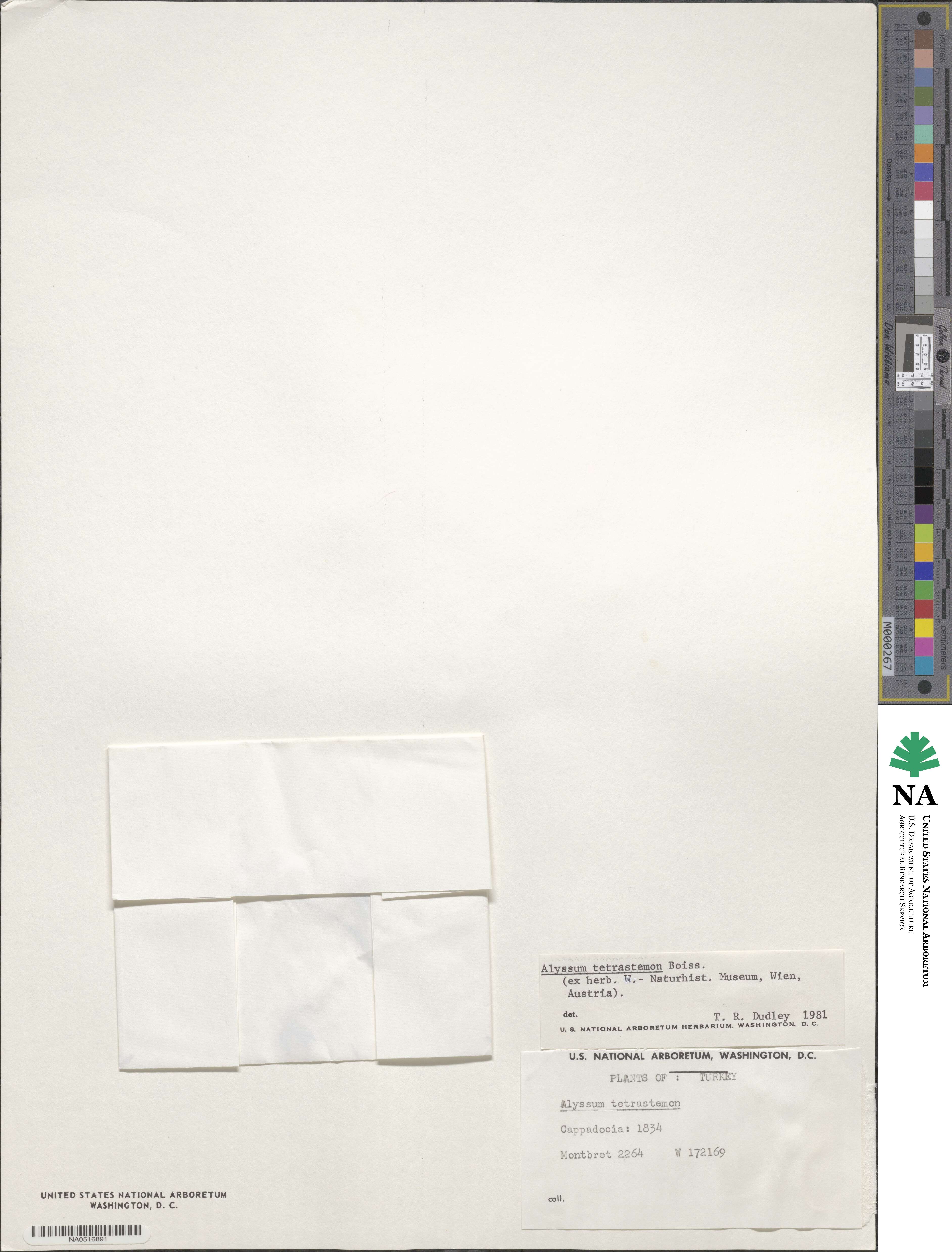 Alyssum tetrastemon image