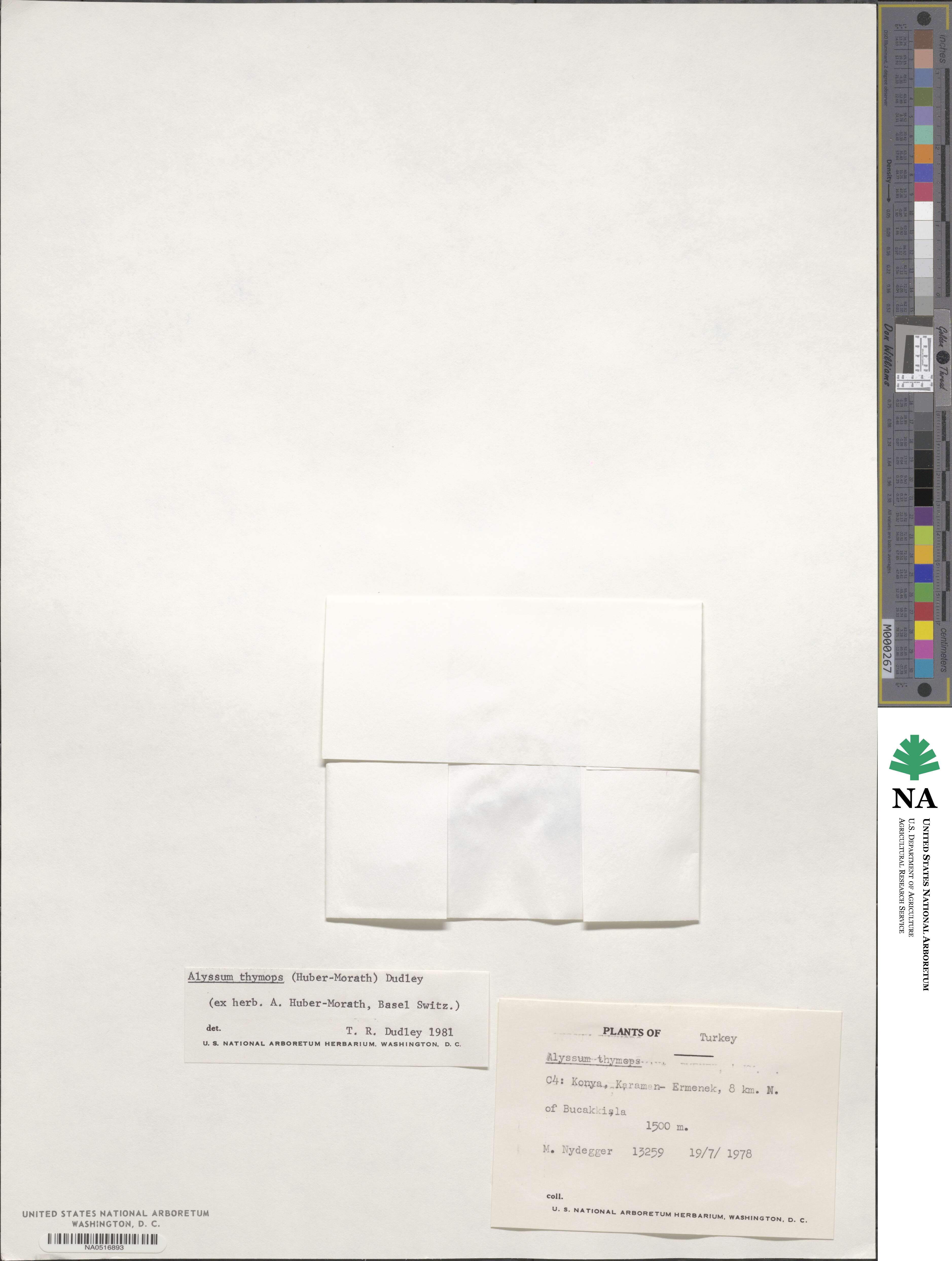 Alyssum thymops image