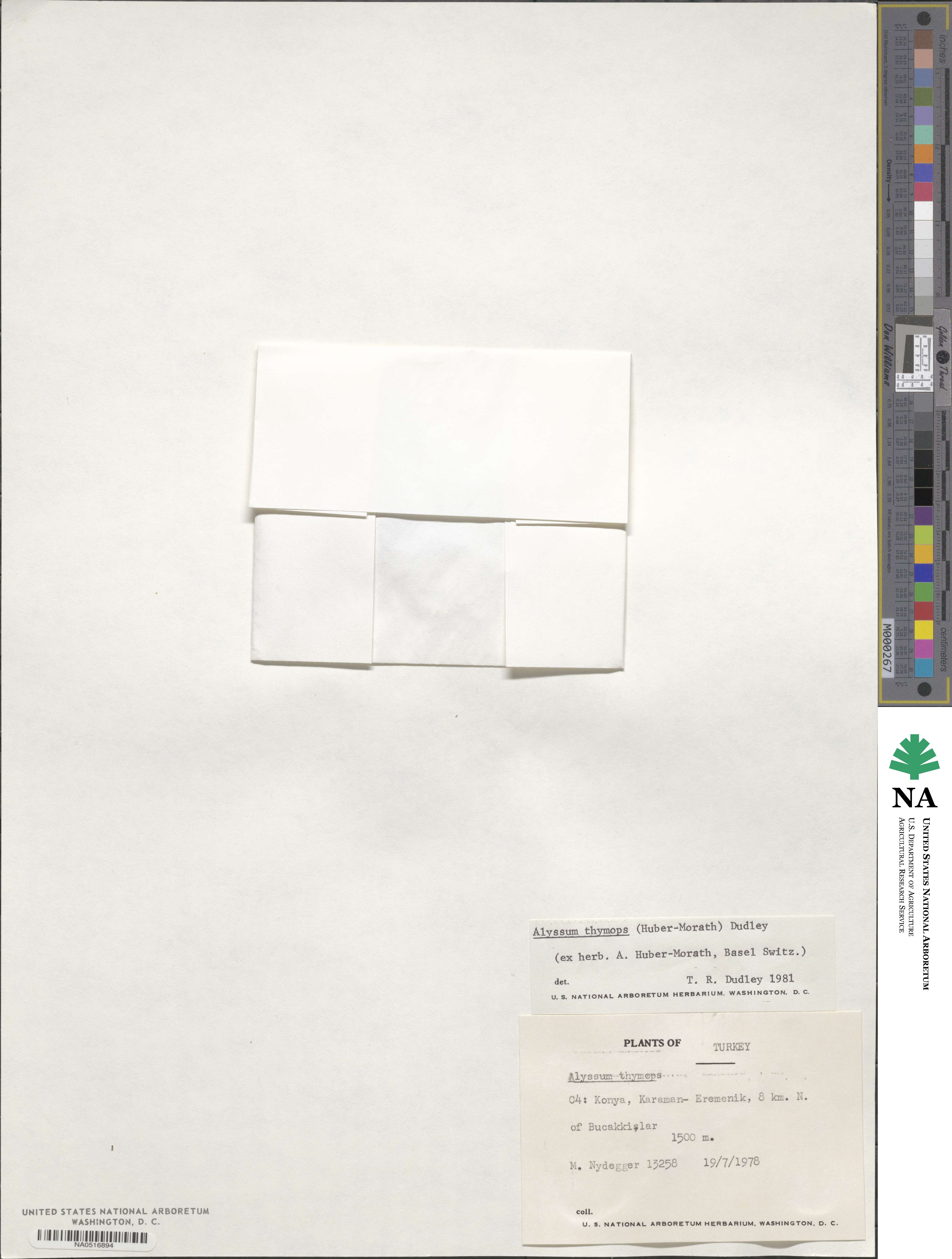 Alyssum thymops image
