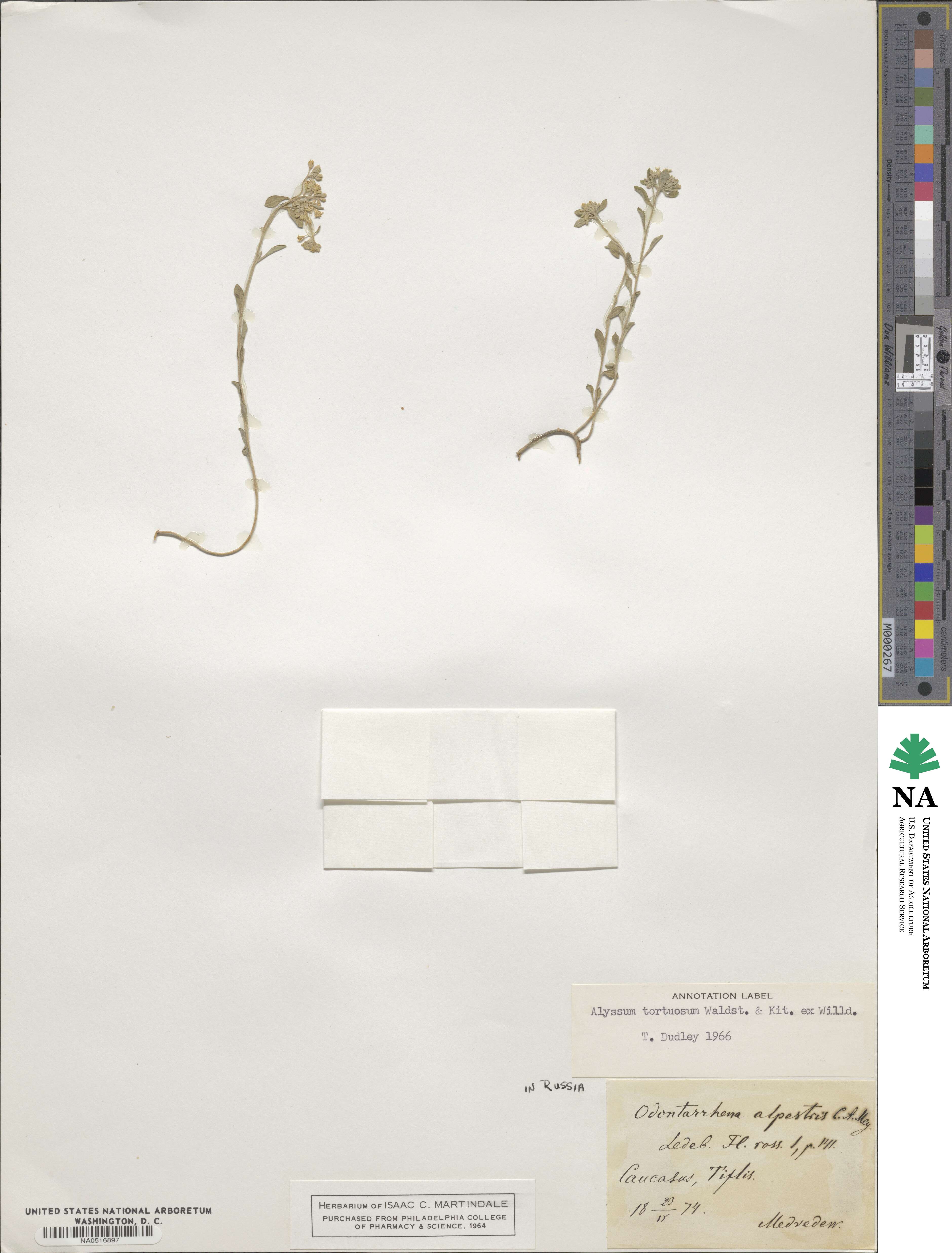 Odontarrhena tortuosa image