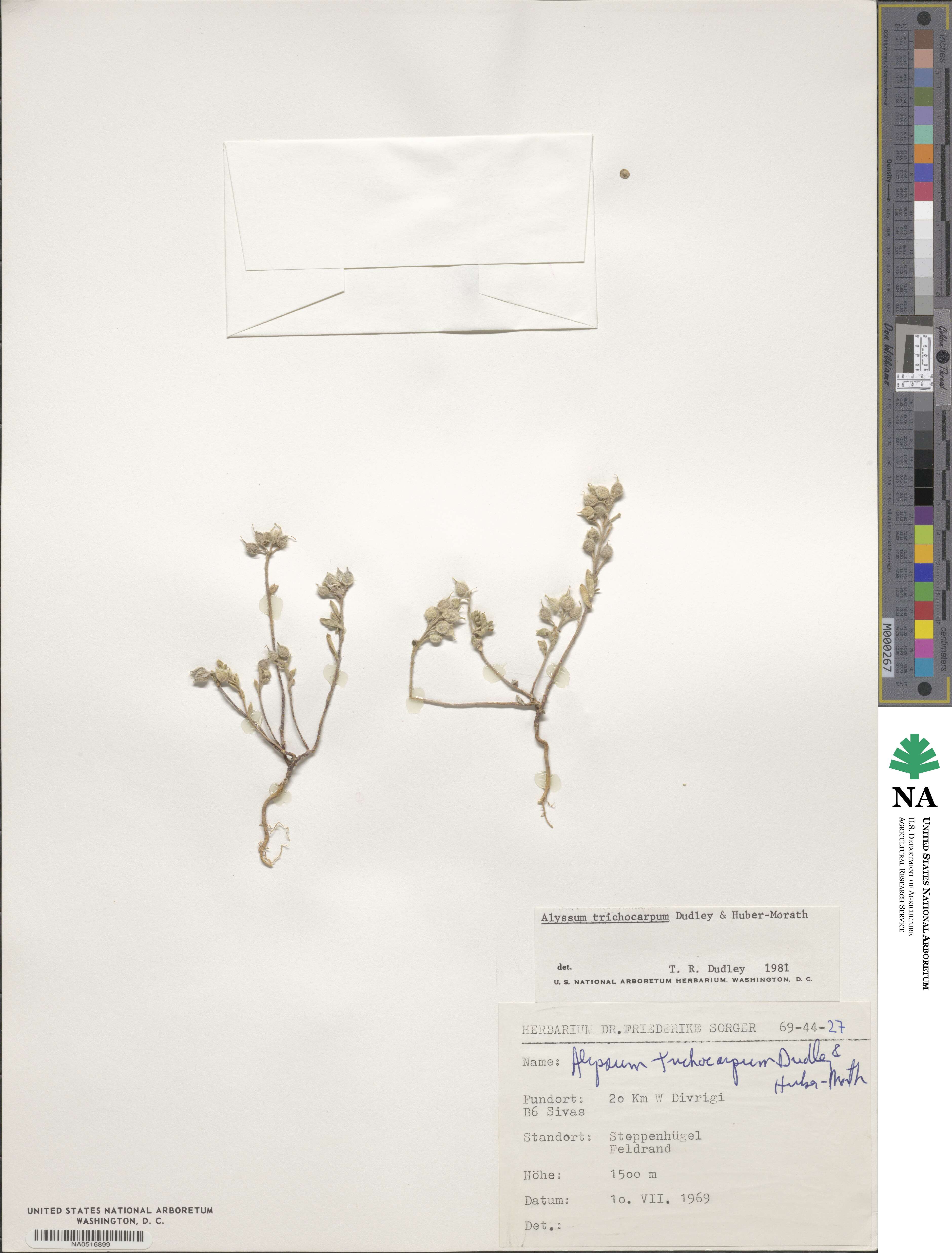 Alyssum trichocarpum image