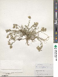 Odontarrhena turgida image