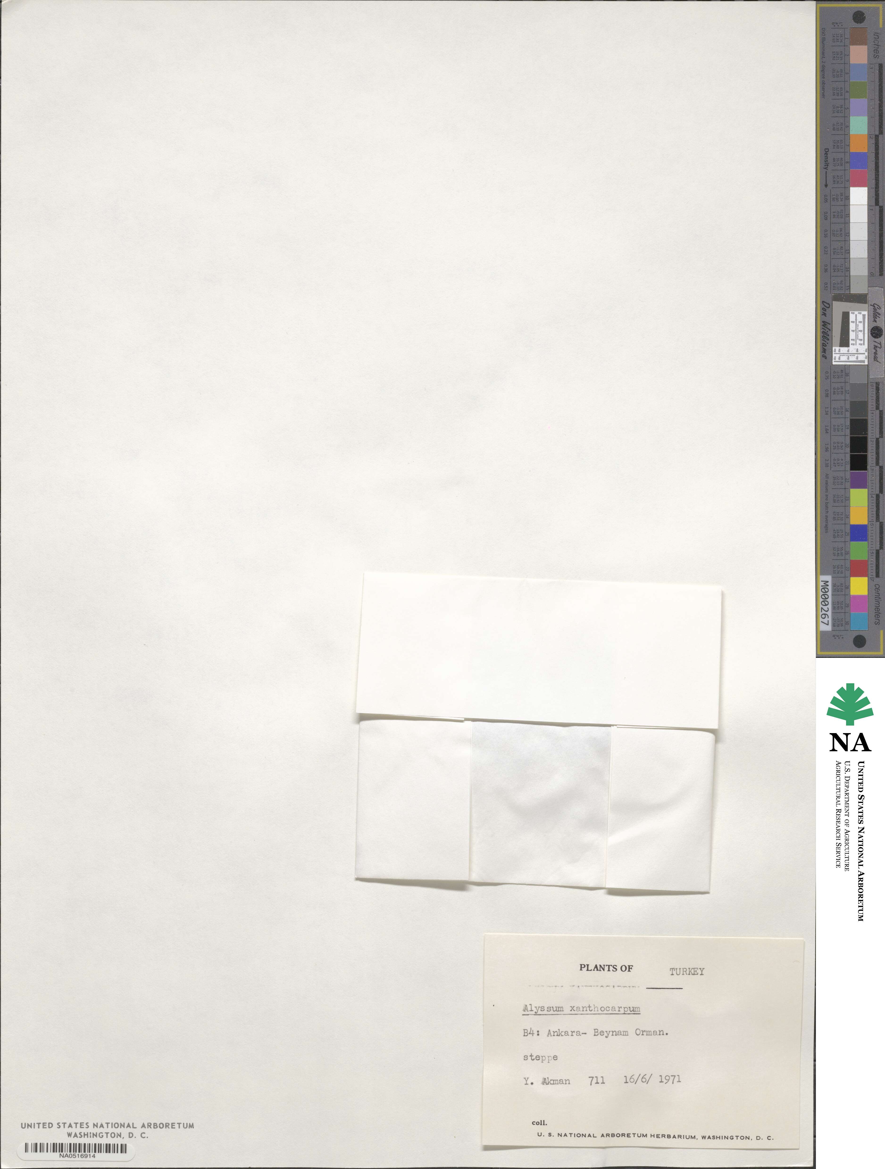 Alyssum xanthocarpum image