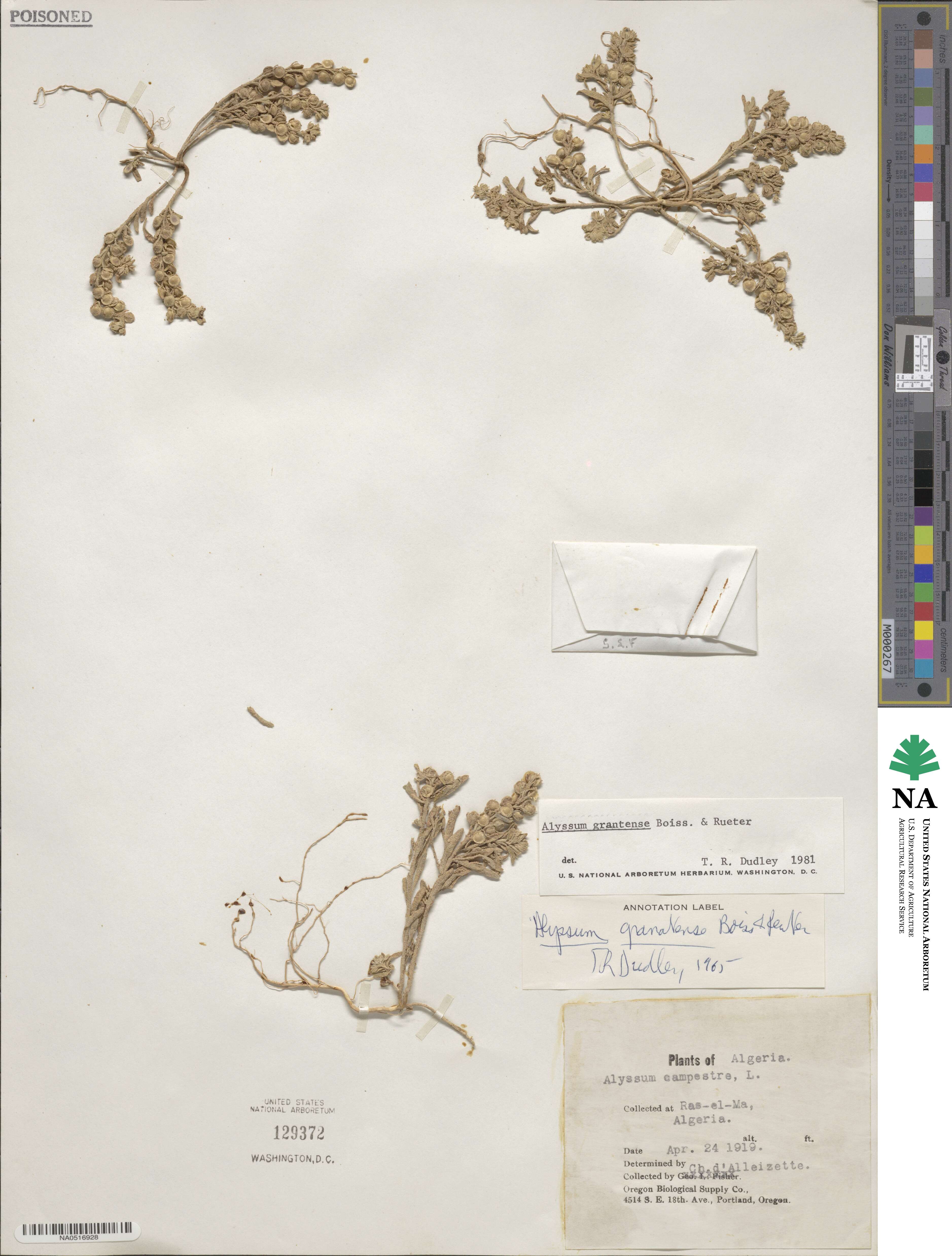 Alyssum granatense image
