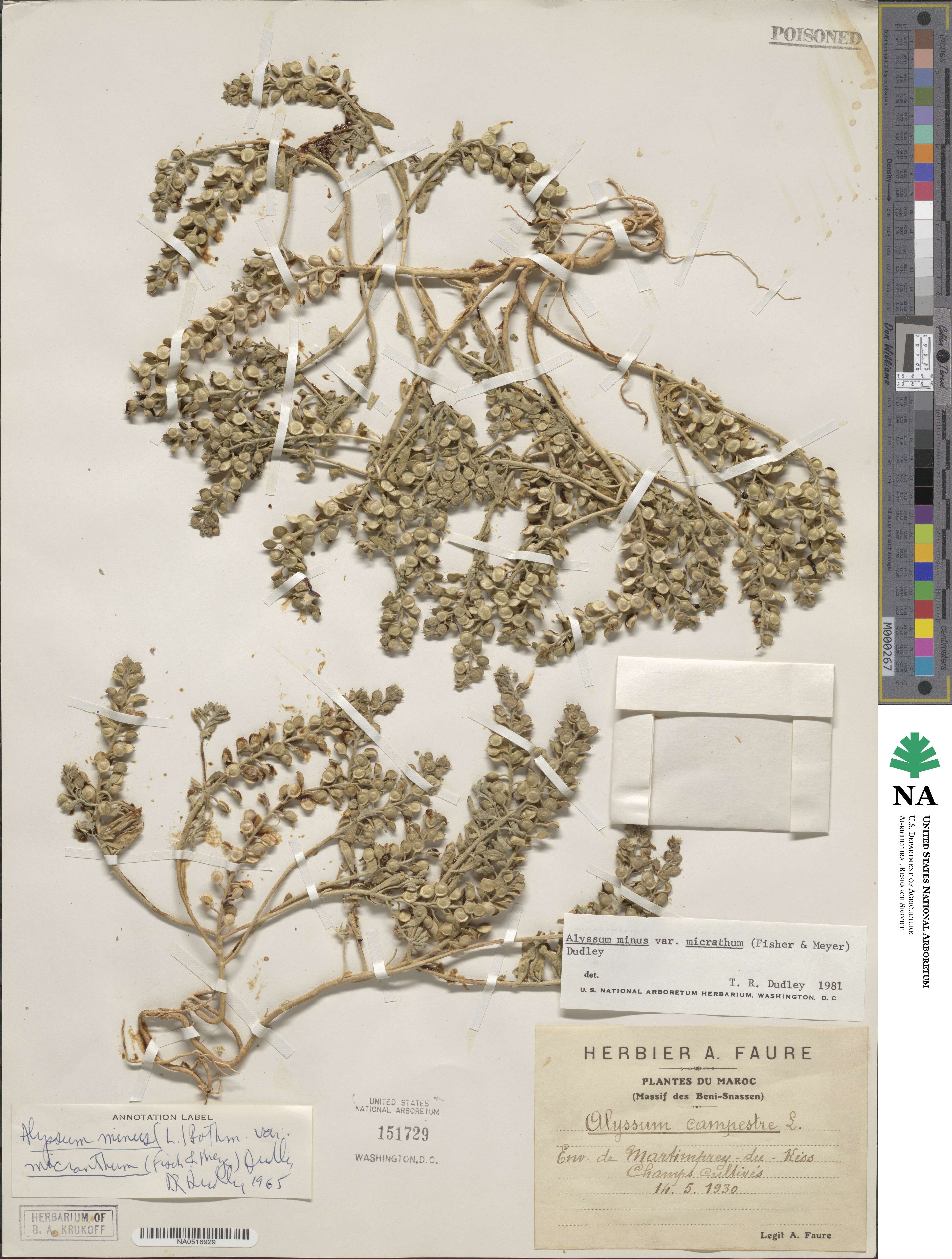 Alyssum simplex image