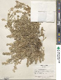 Alyssum baumgartnerianum image