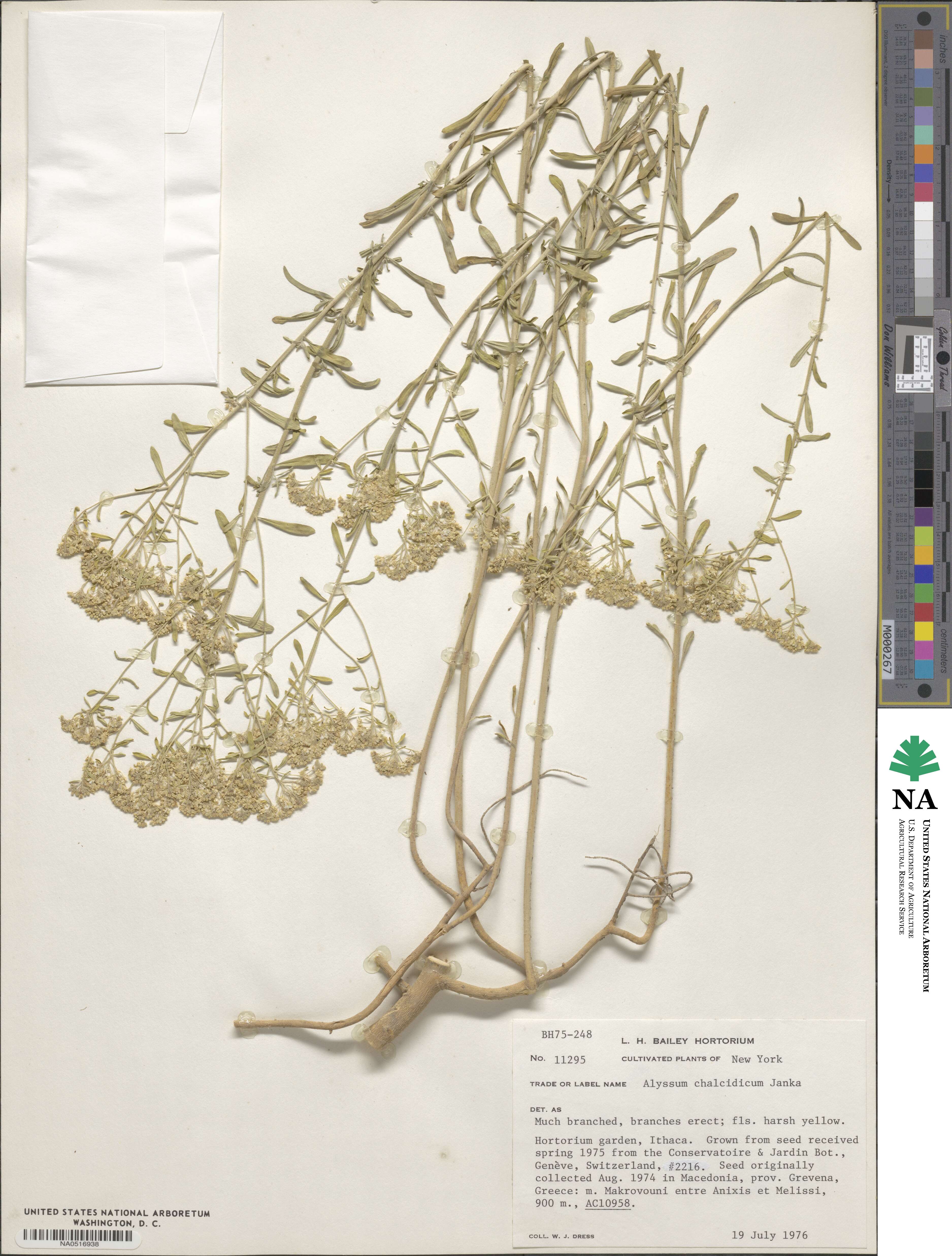 Odontarrhena chalcidica image